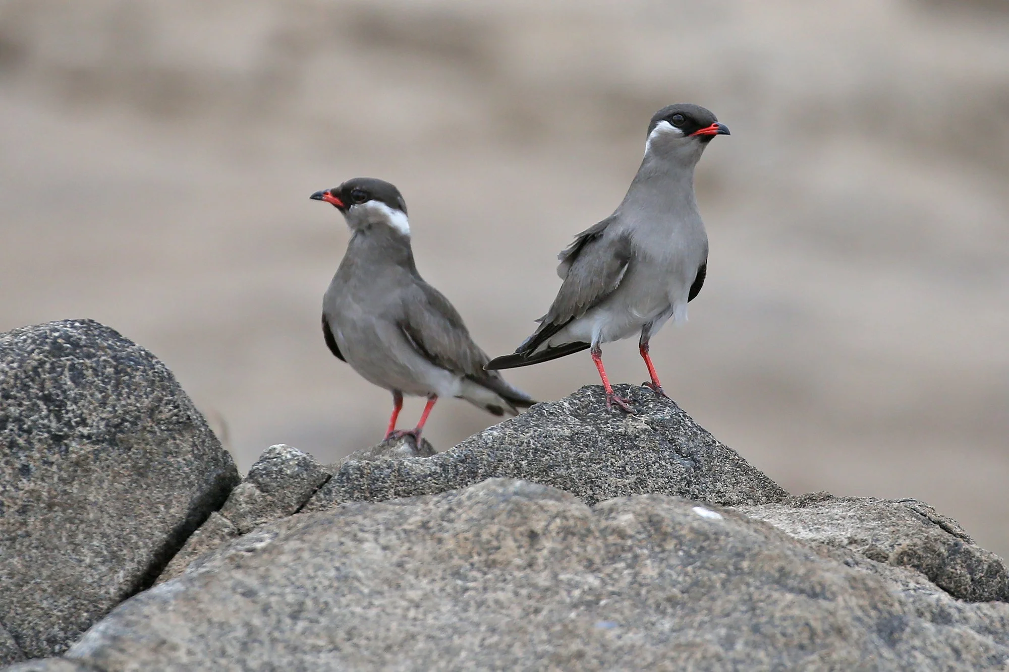 ROCK PRATINCOLE