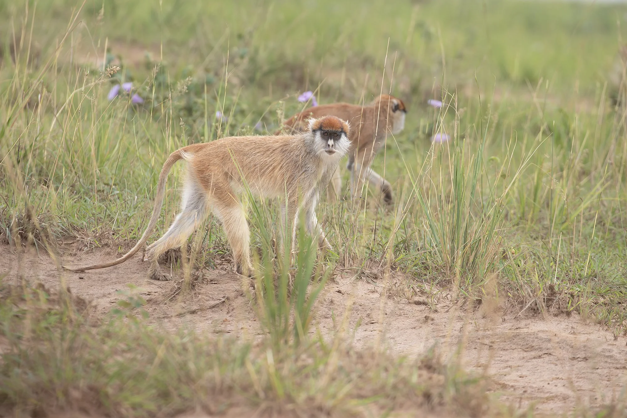 PATAS MONKEY