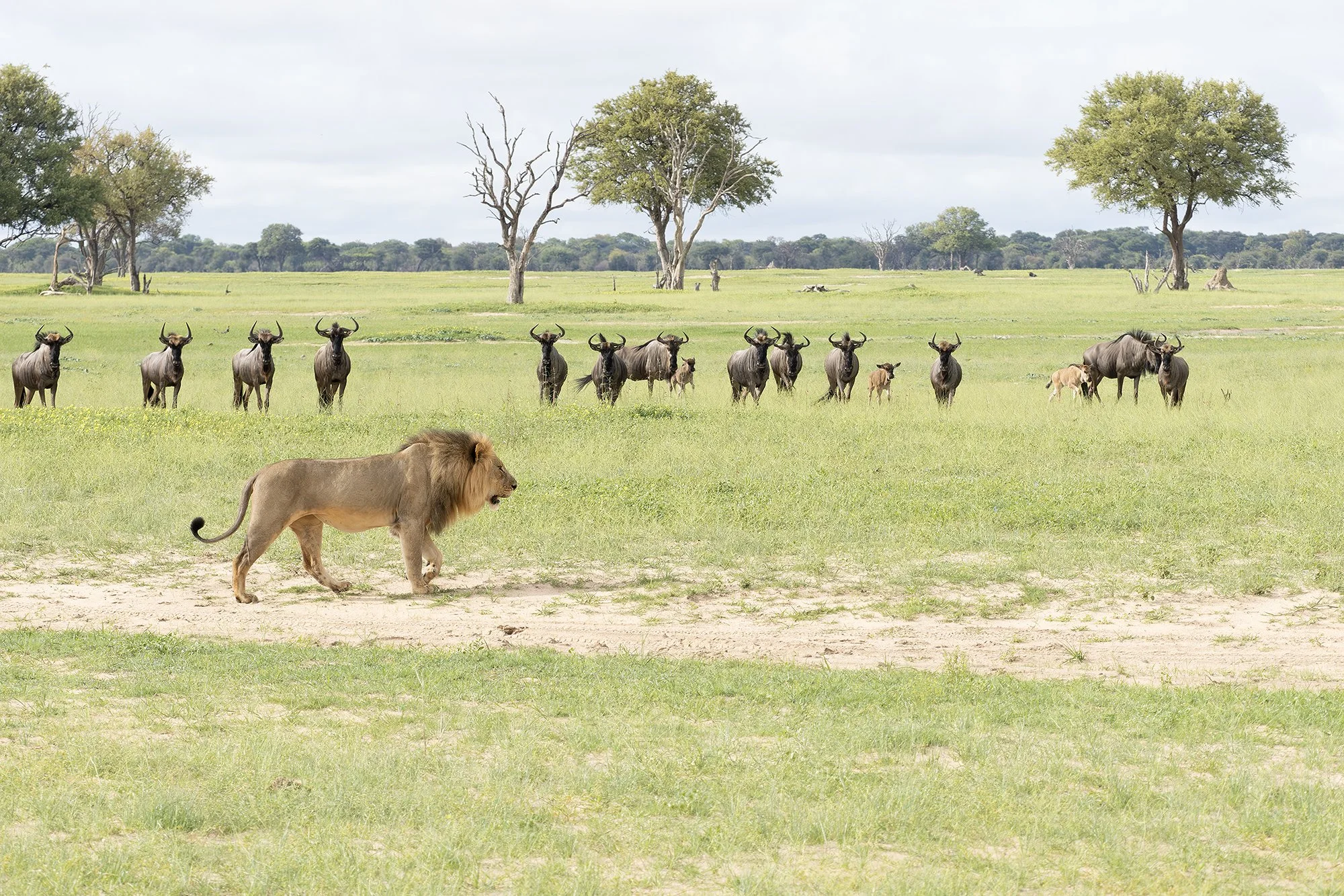 LION and BLUE WILDEBEEST