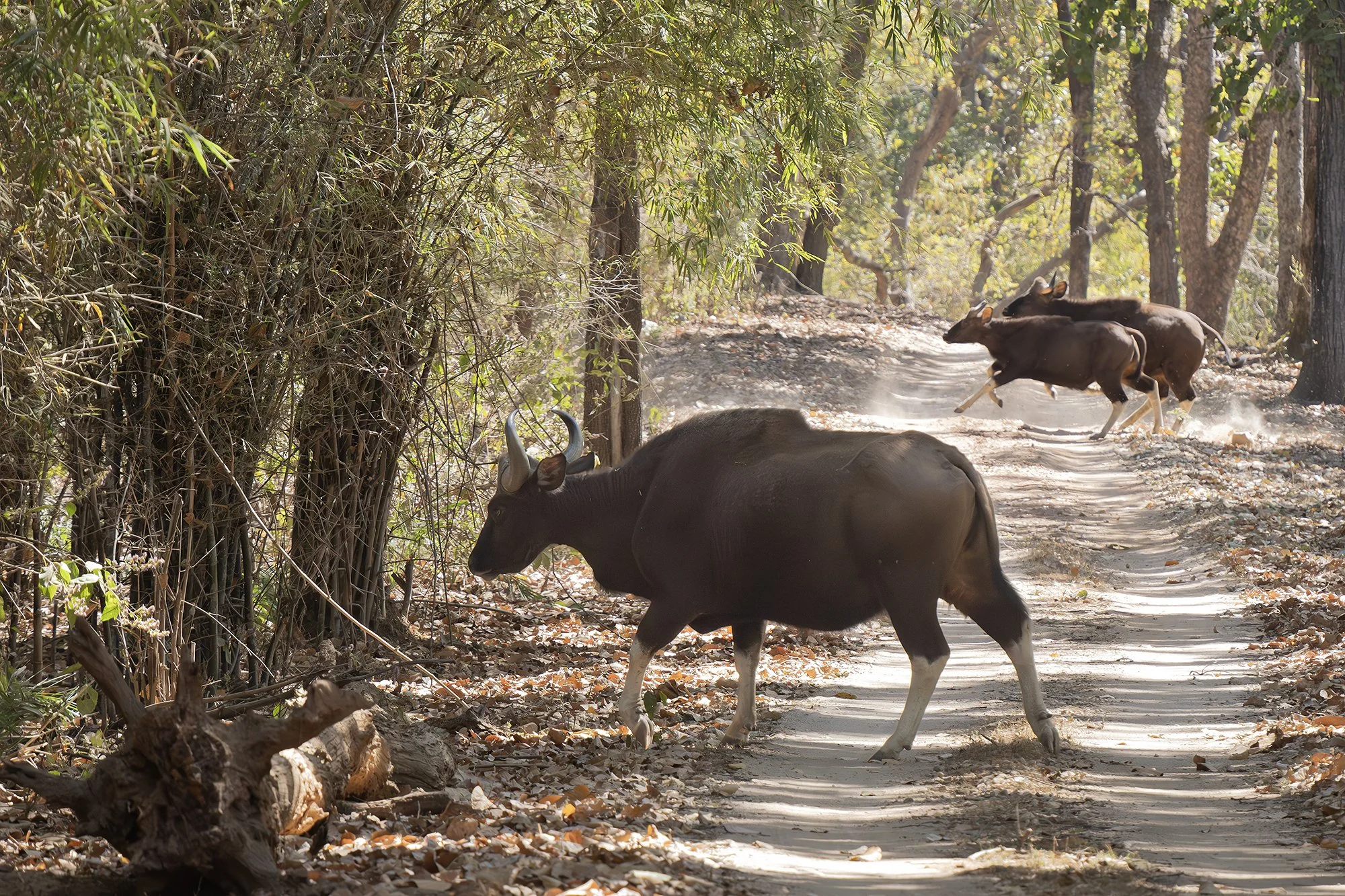 GAUR (INDIAN BISON)