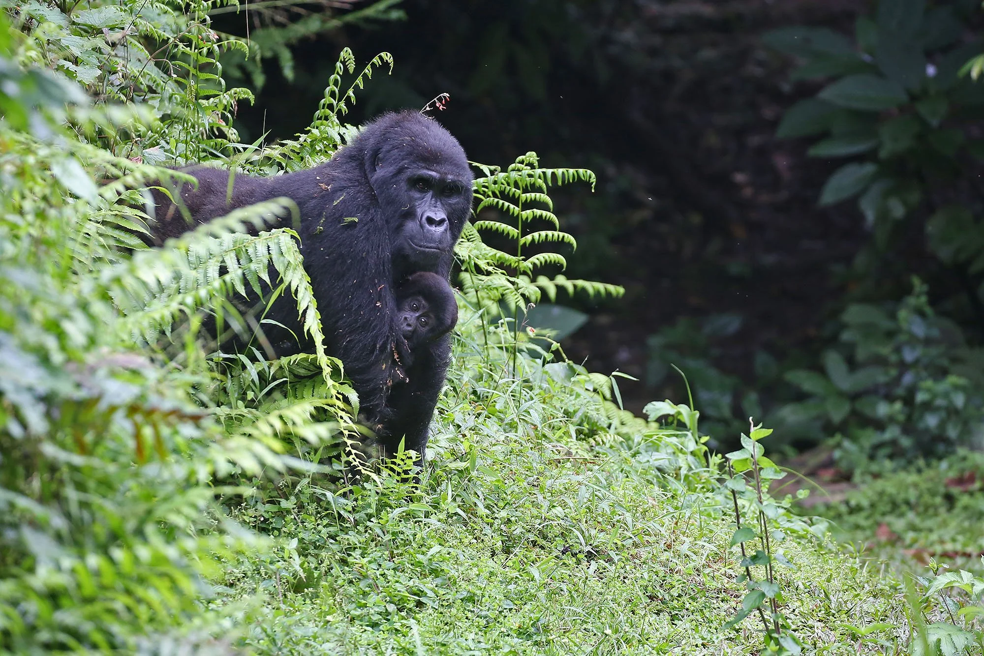 Mountain Gorilla & baby