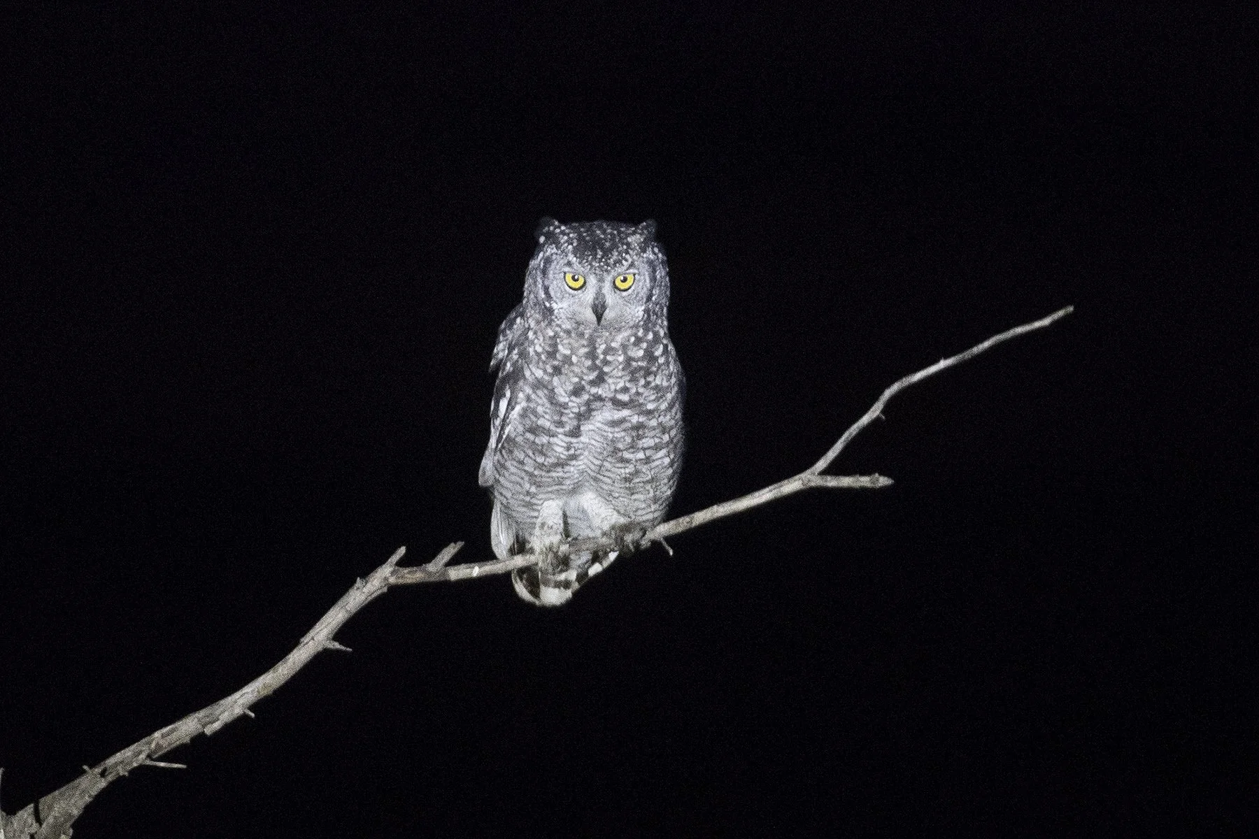SPOTTED EAGLE-OWL