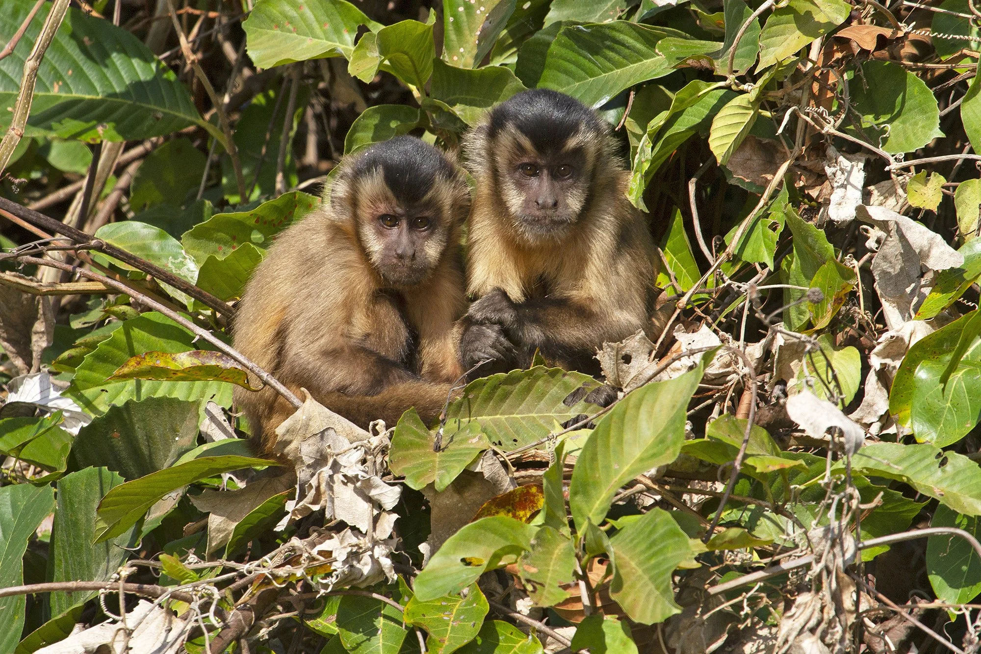 AZARA'S CAPUCHIN