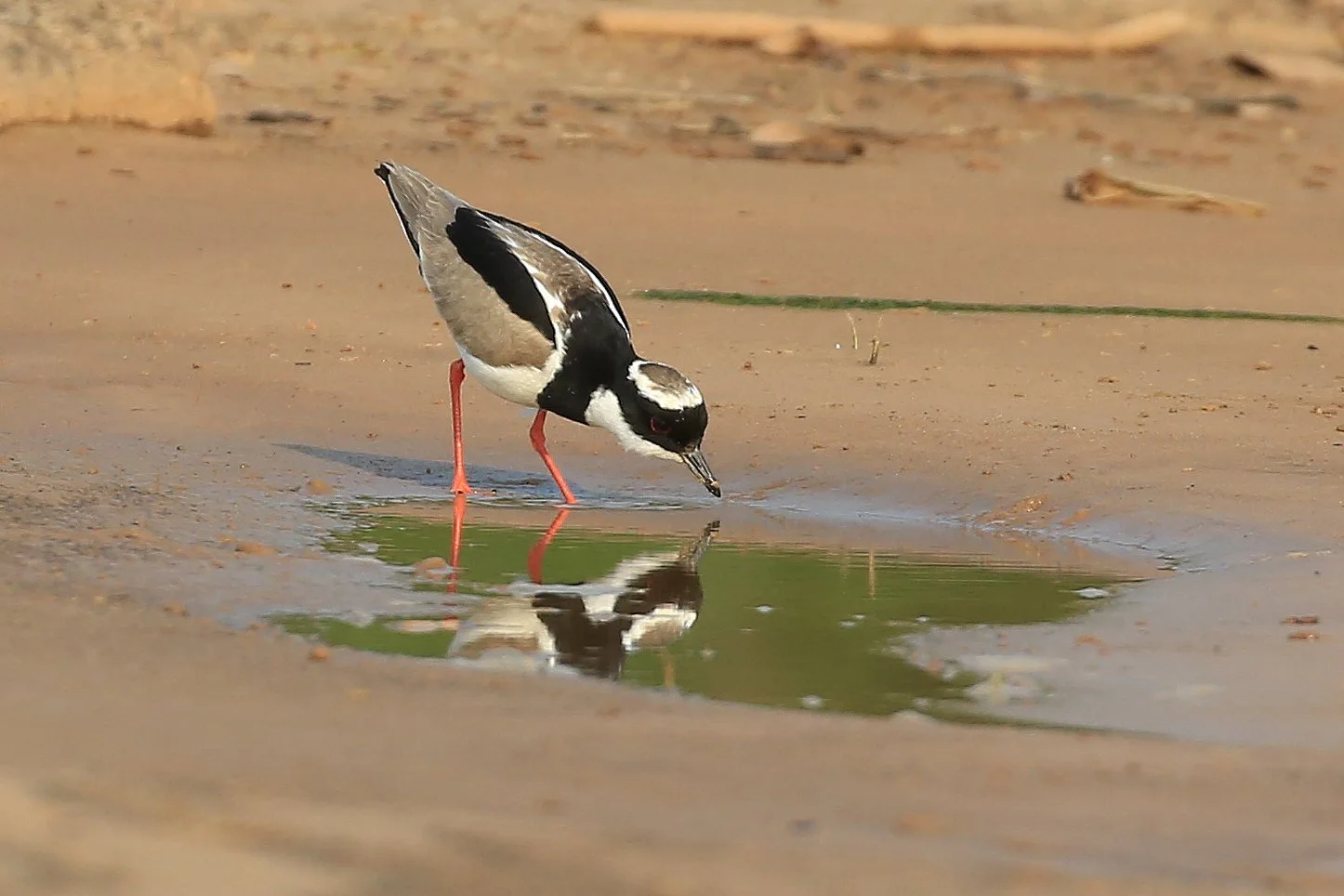 Pied Plover