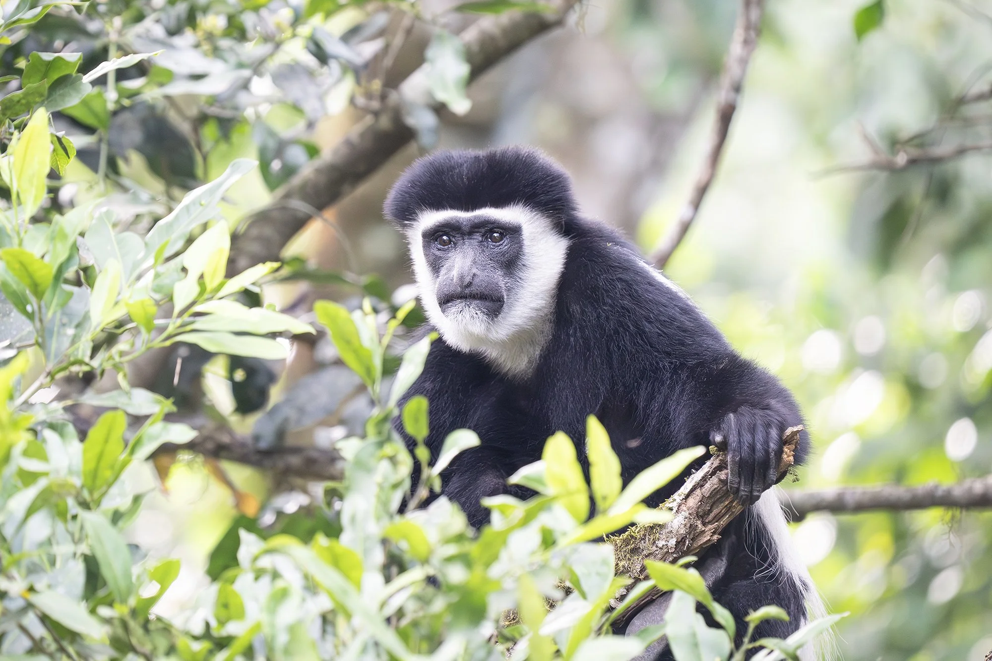 Black-and-white Colobus