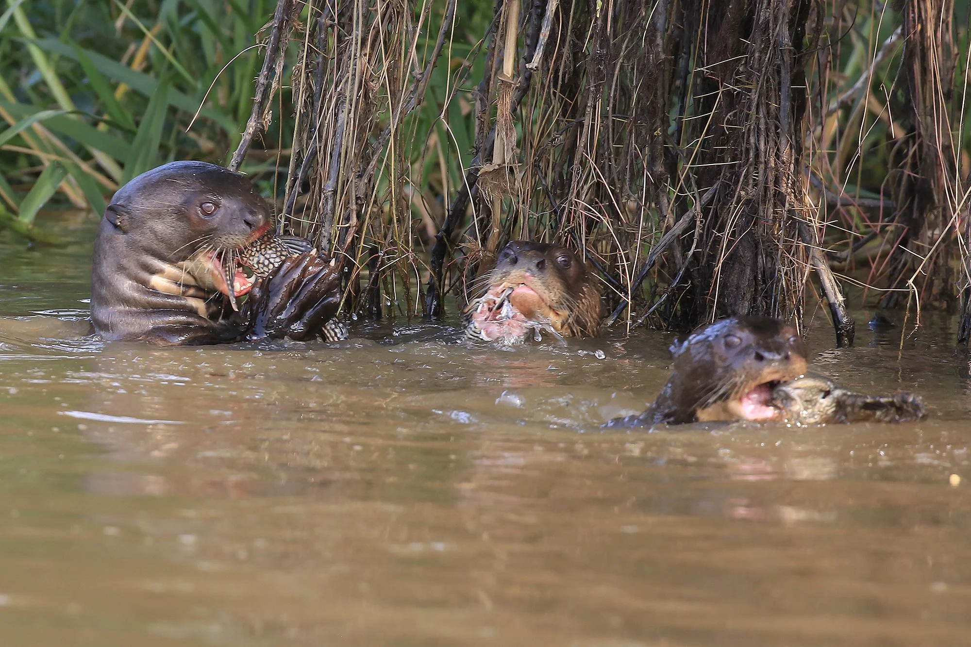 Giant River Otter