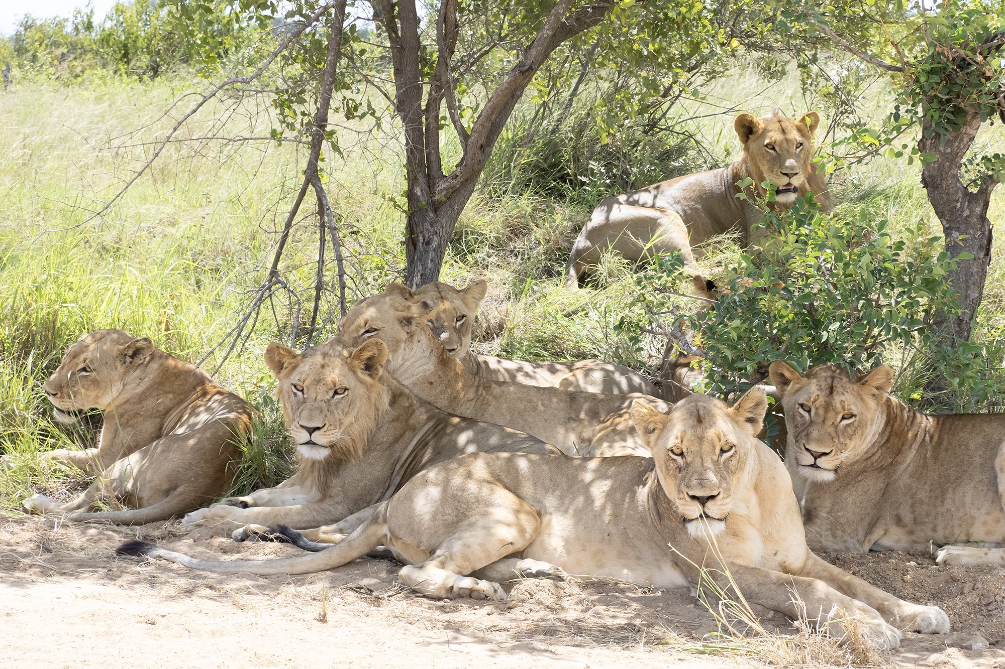 LION pride