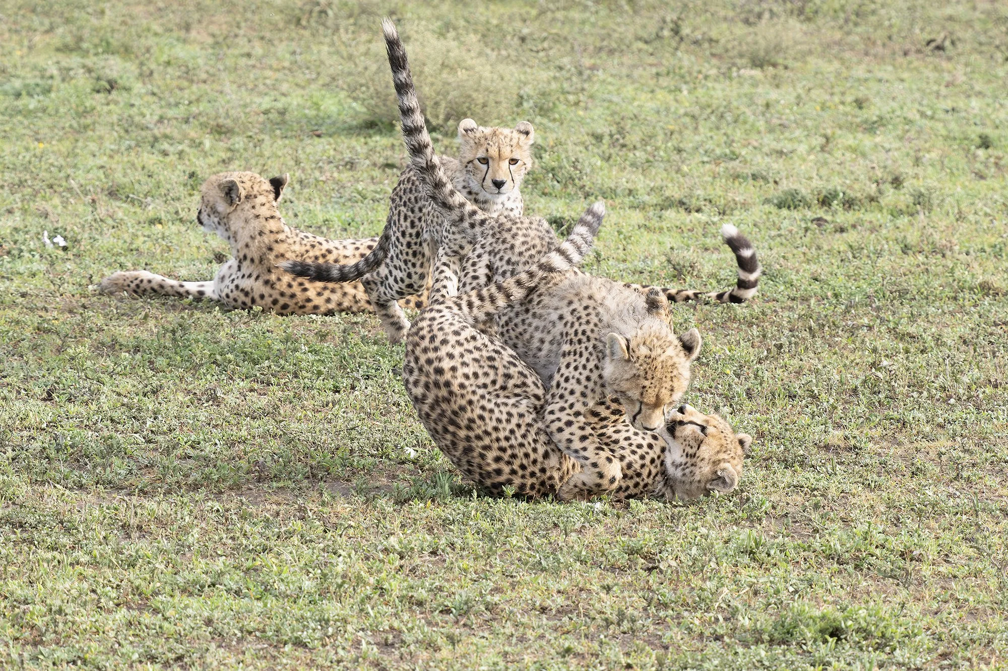 CHEETAH CUBS