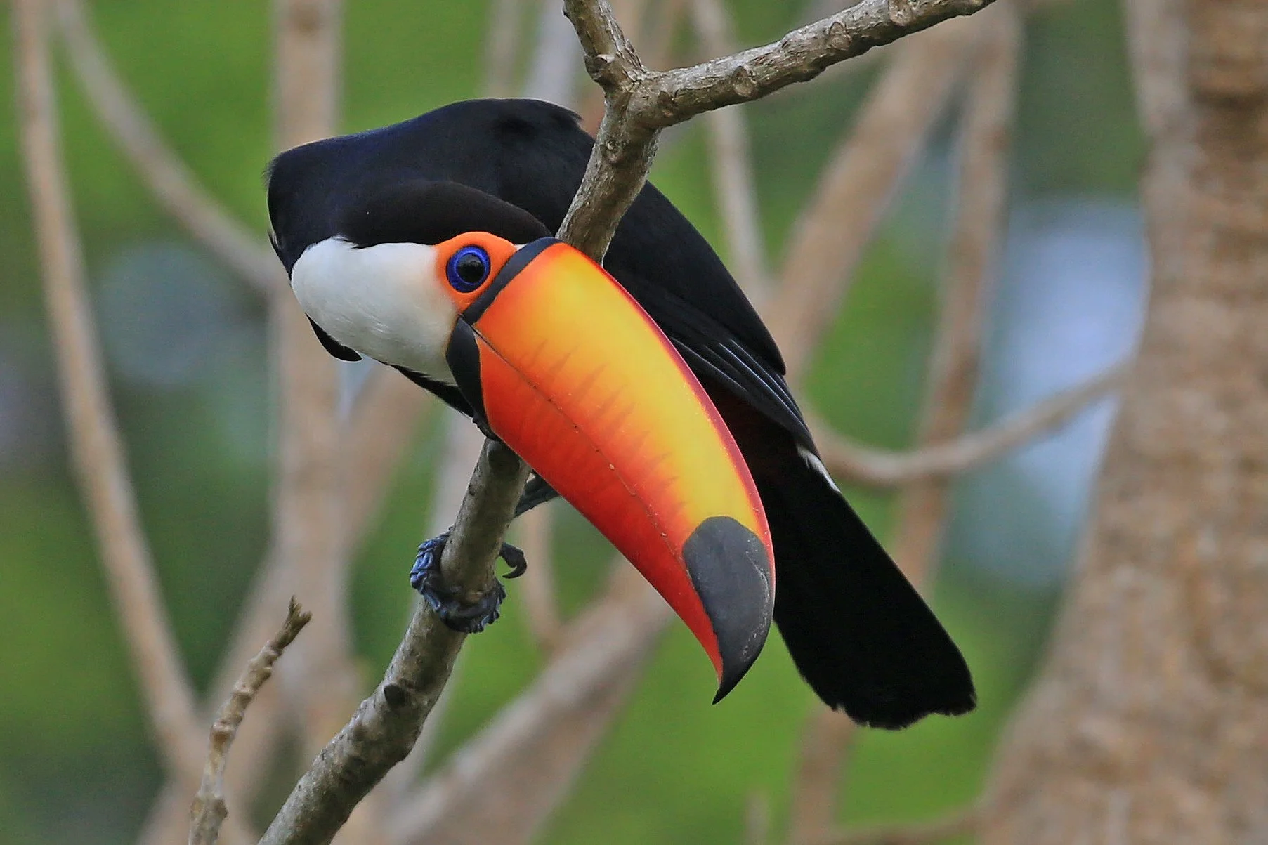 TOCO TOUCAN