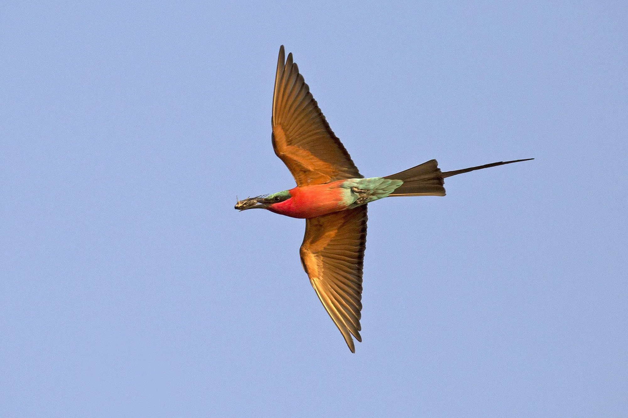 SOUTHERN CARMINE BEE-EATER