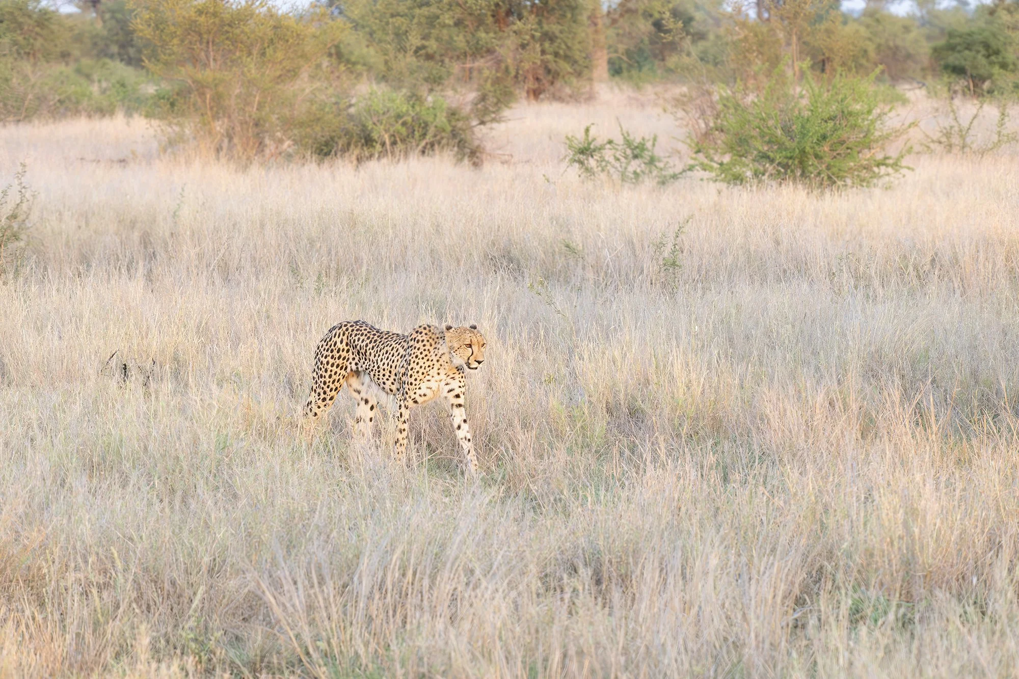 CHEETAH