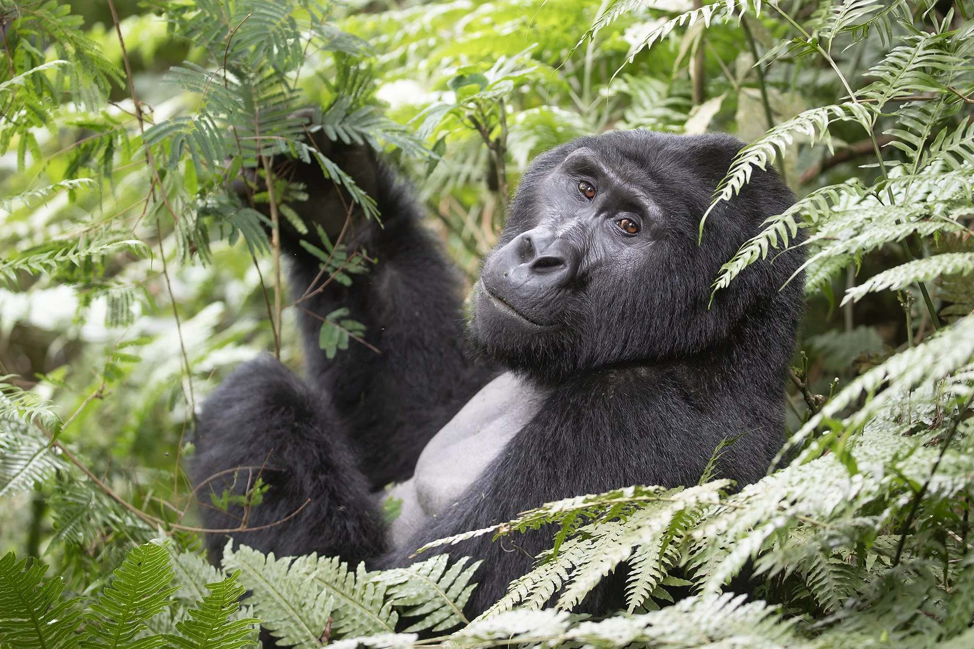MOUNTAIN GORILLA