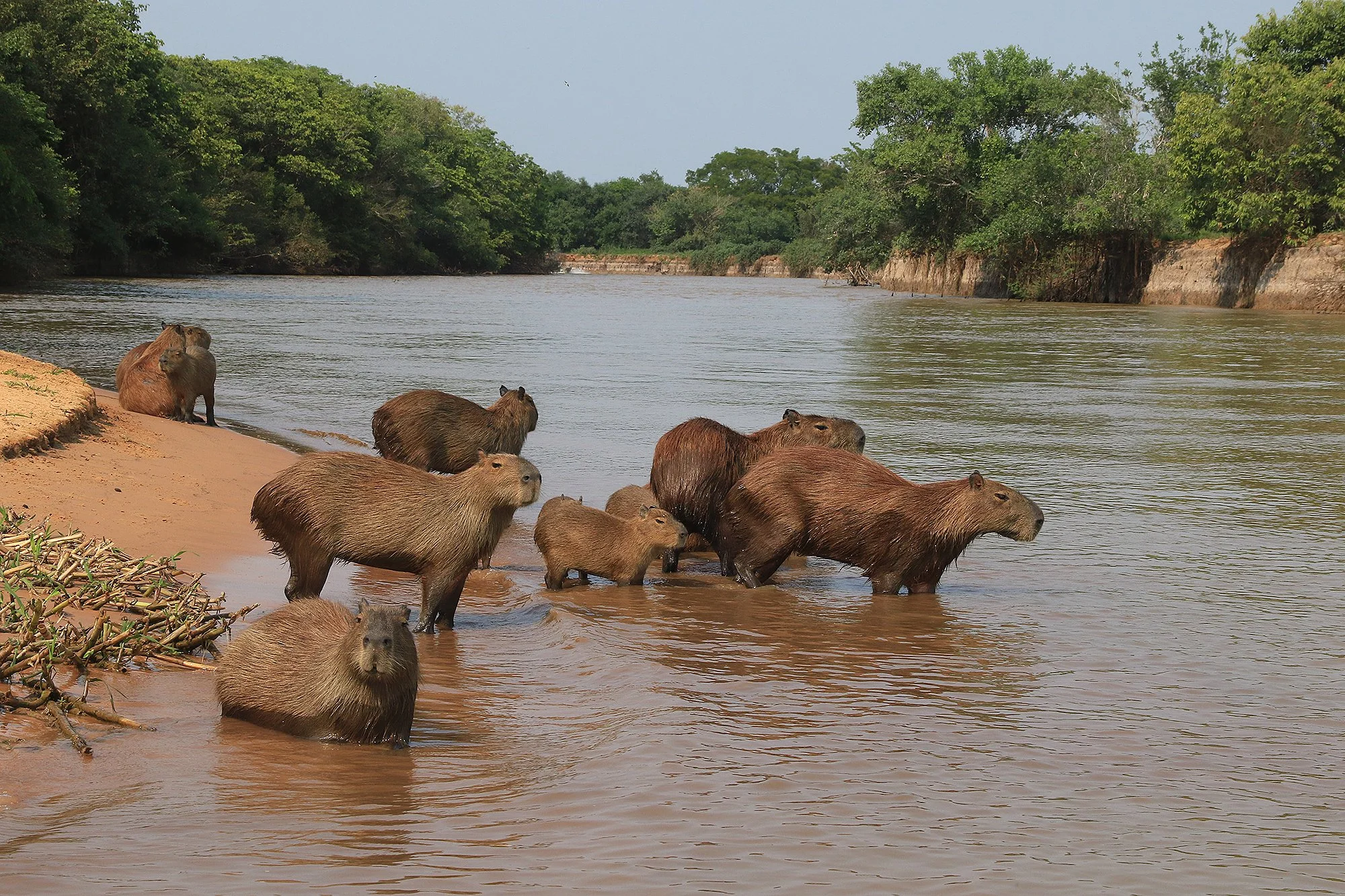Capybara
