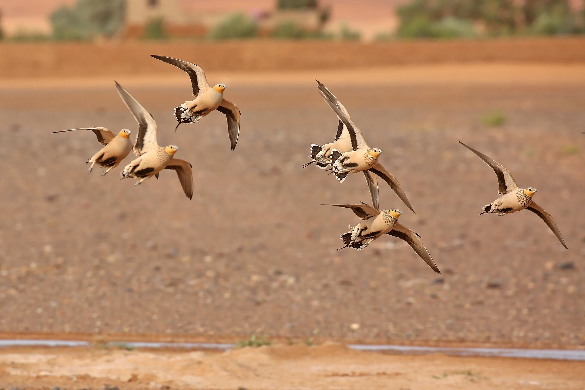 Spotted Sandgrouse