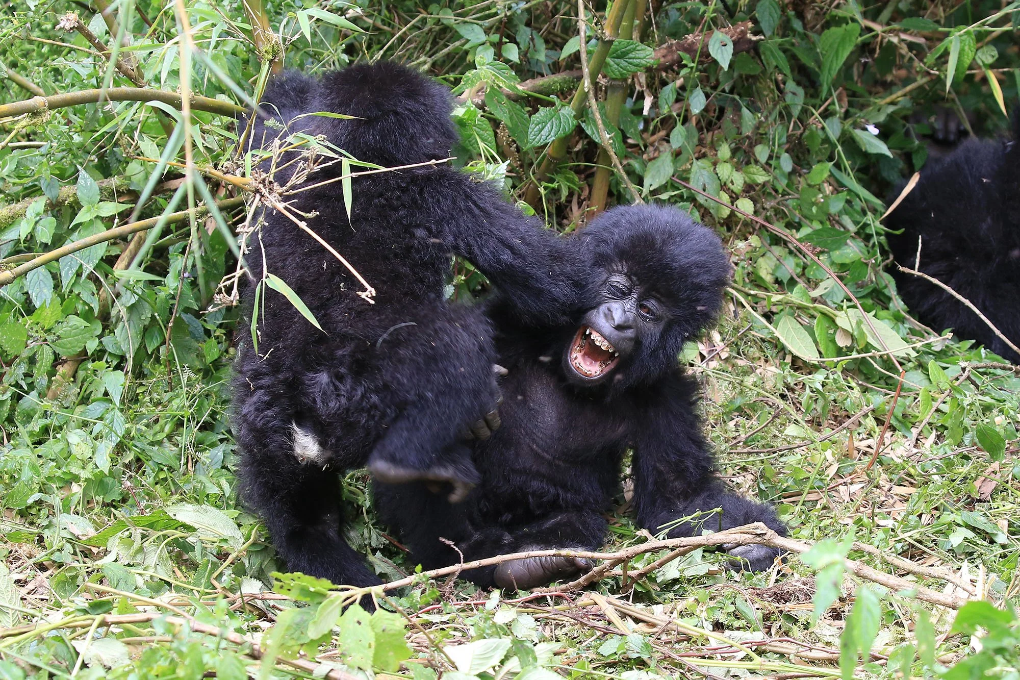 MOUNTAIN GORILLA