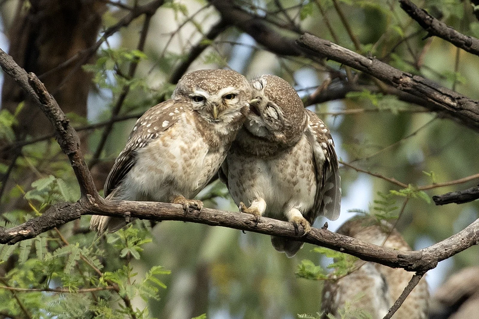 SPOTTED OWLET