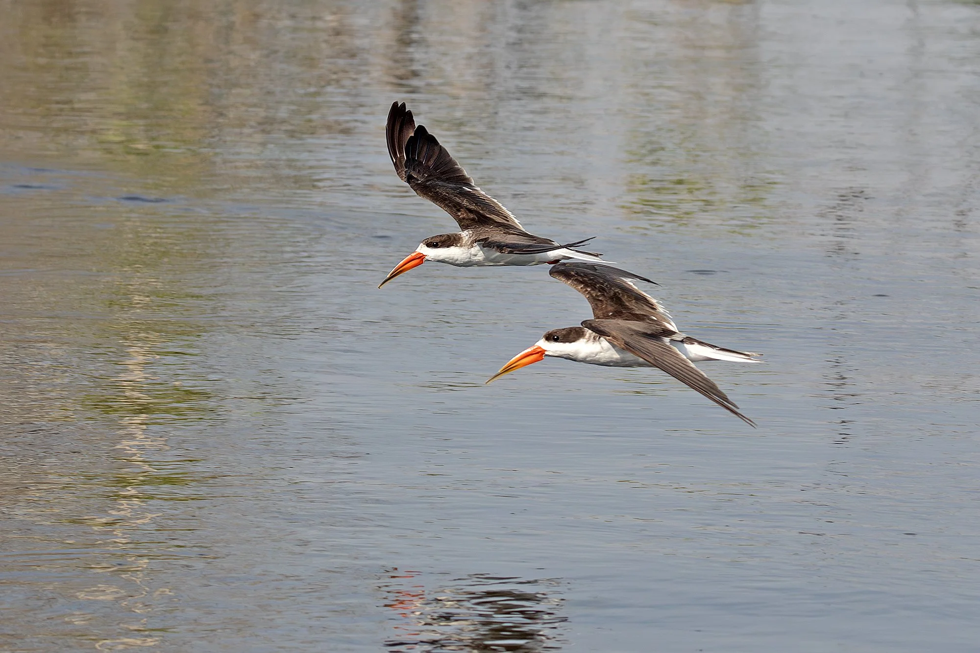 AFRICAN SKIMMER