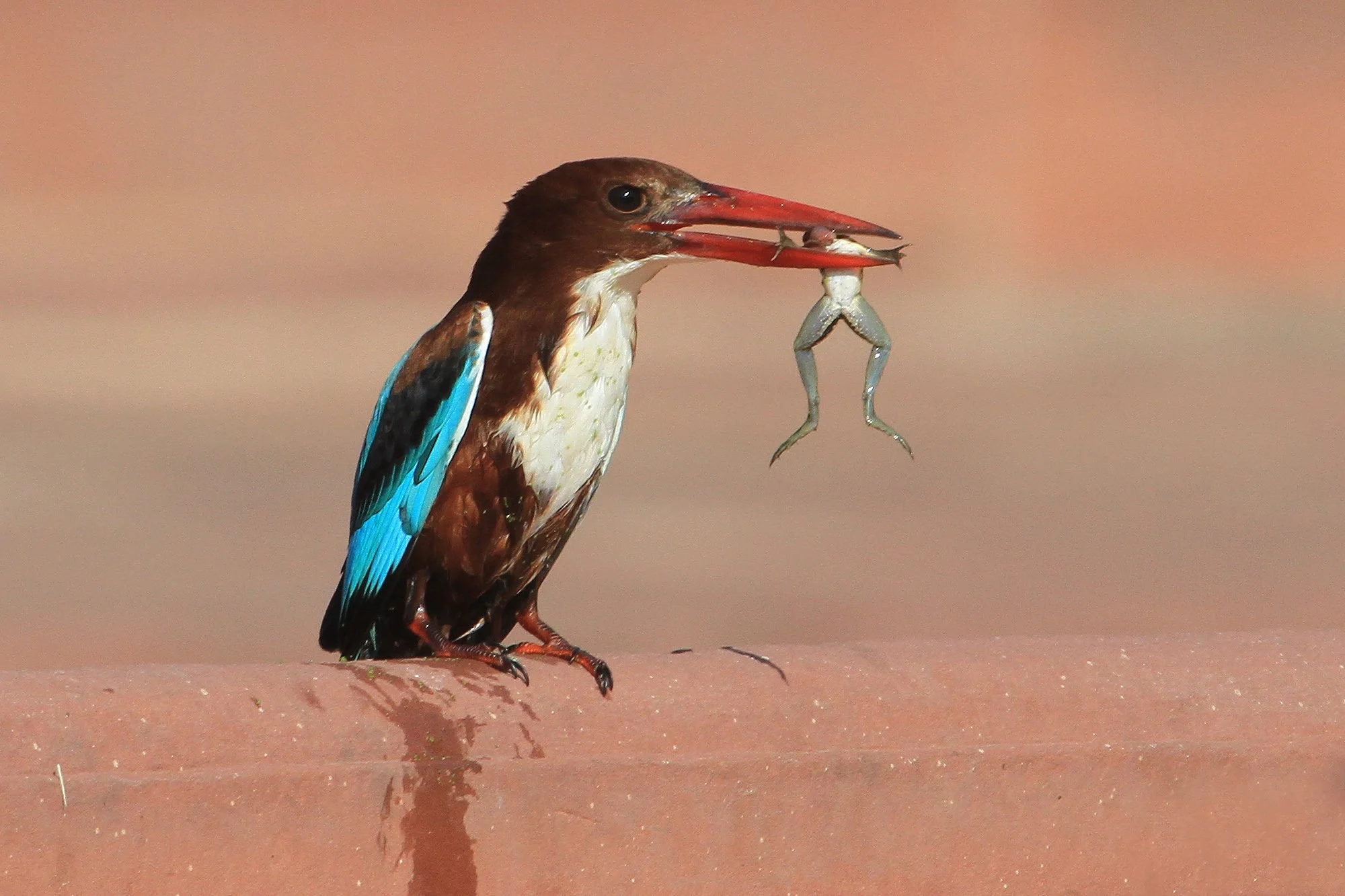 WHITE-THROATED KINGFISHER