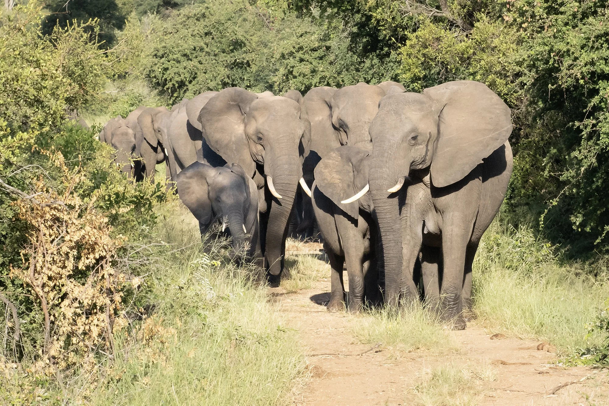 ELEPHANTS