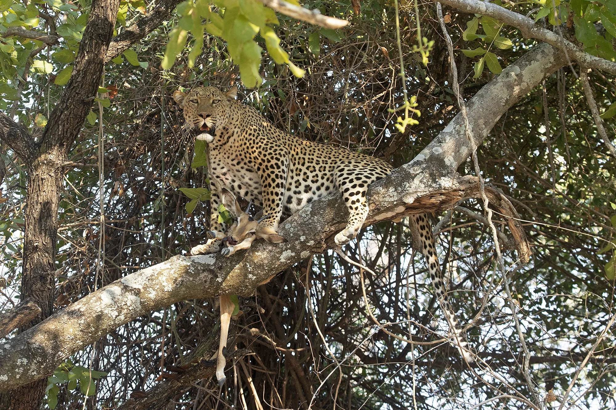 LEOPARD with kill