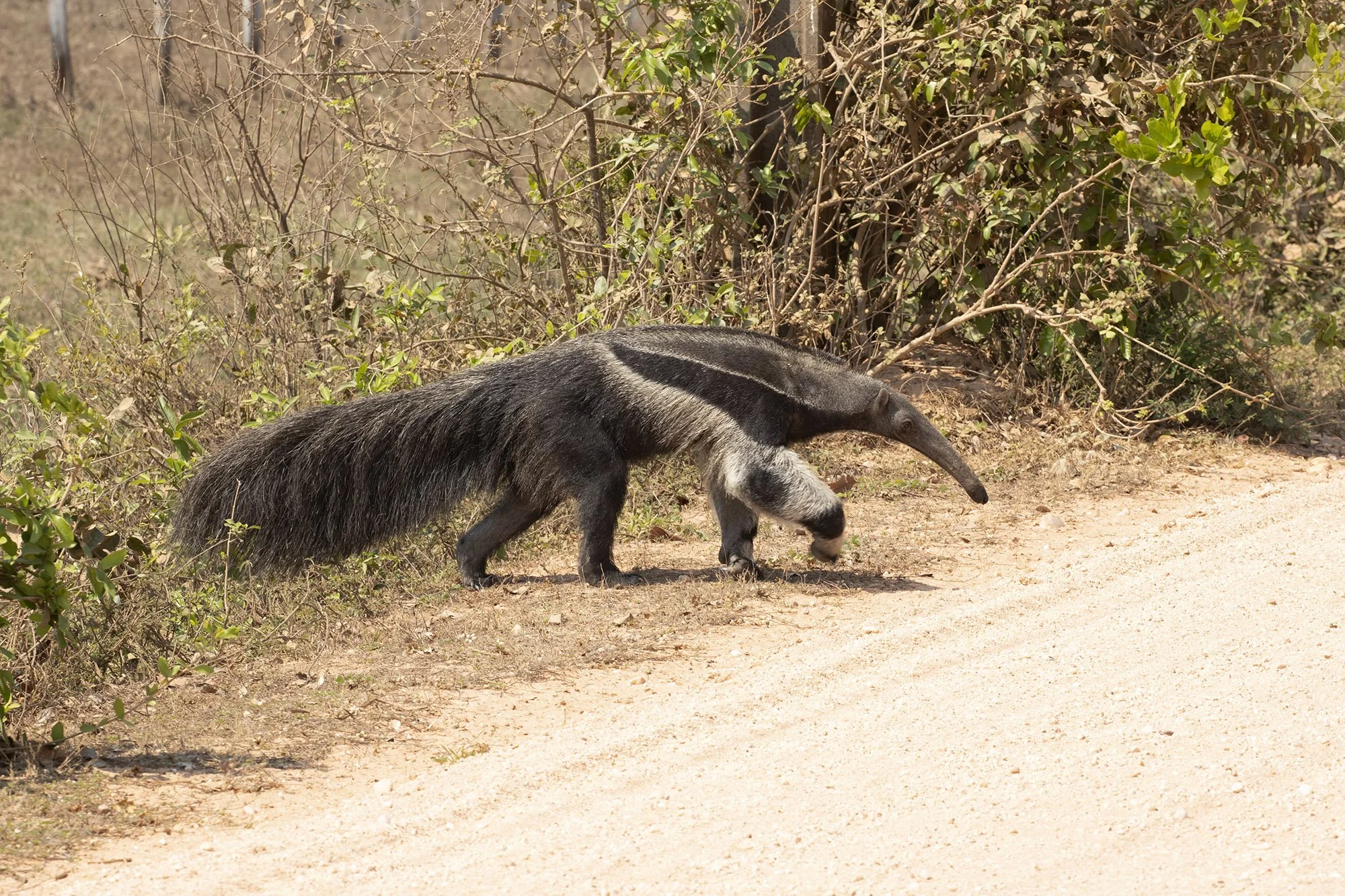 GIANT ANTEATER