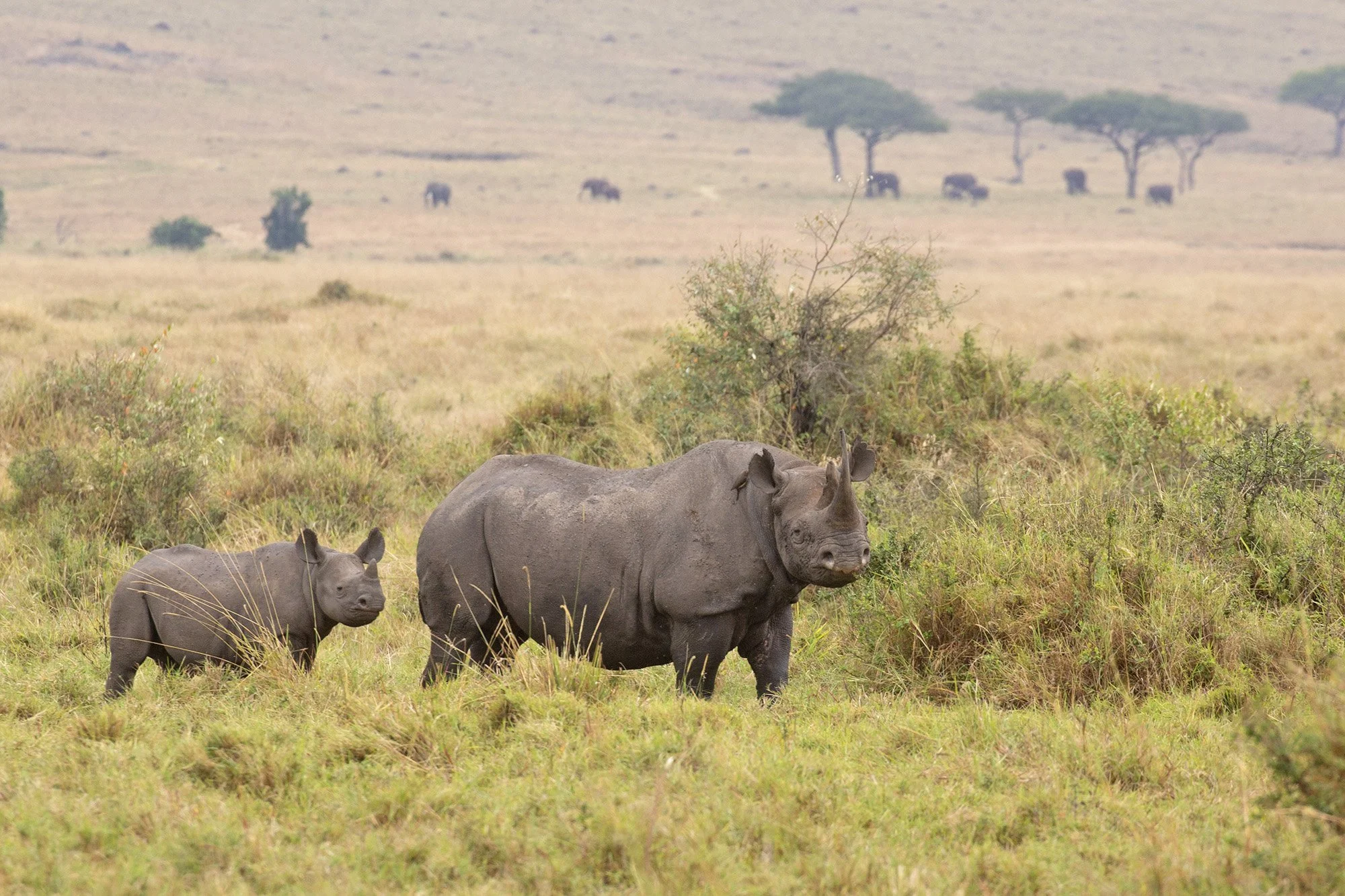 BLACK RHINOCEROS and CALF