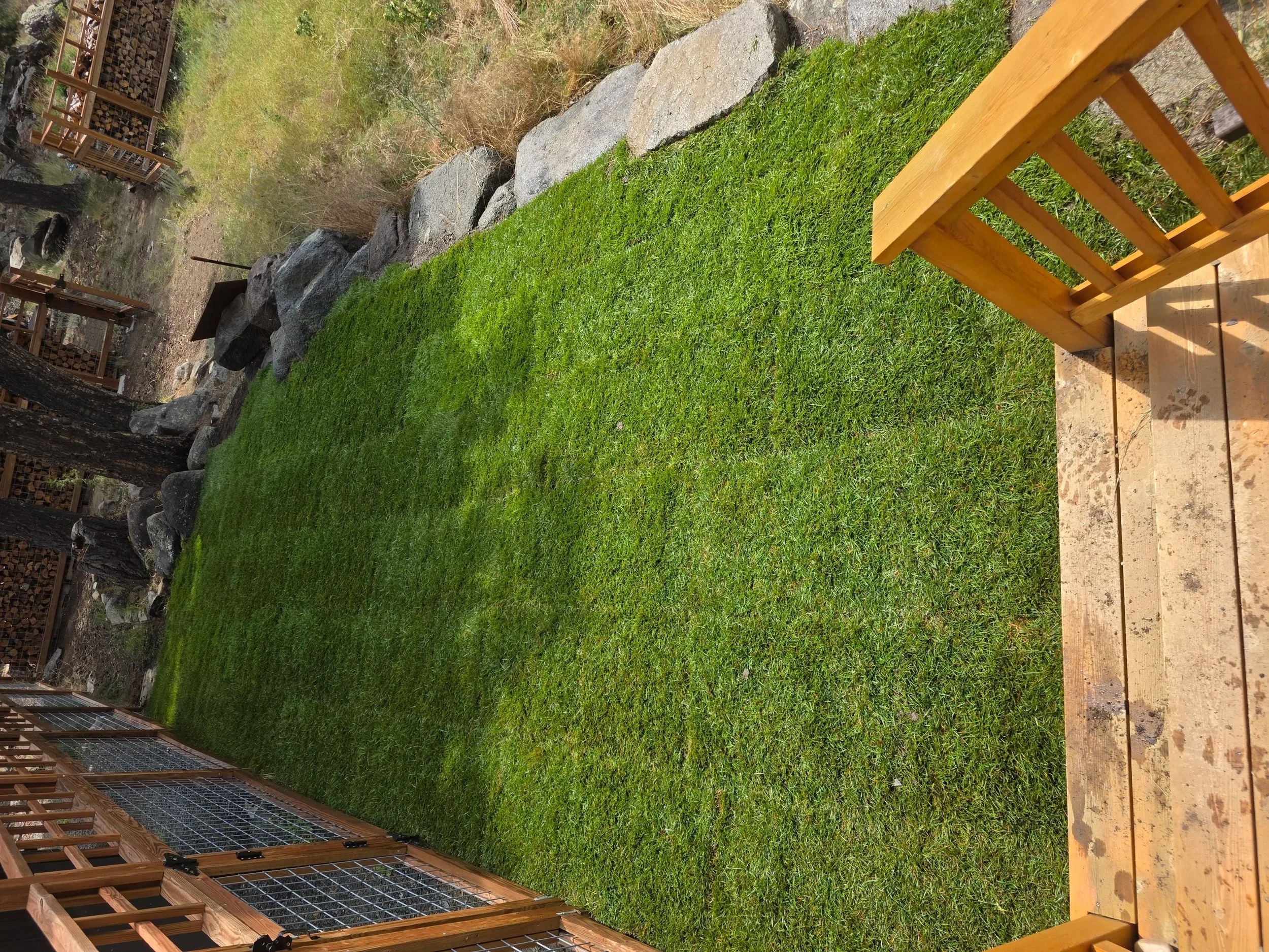 Finished sod on the slope beside the deck, Whitehall, Montana