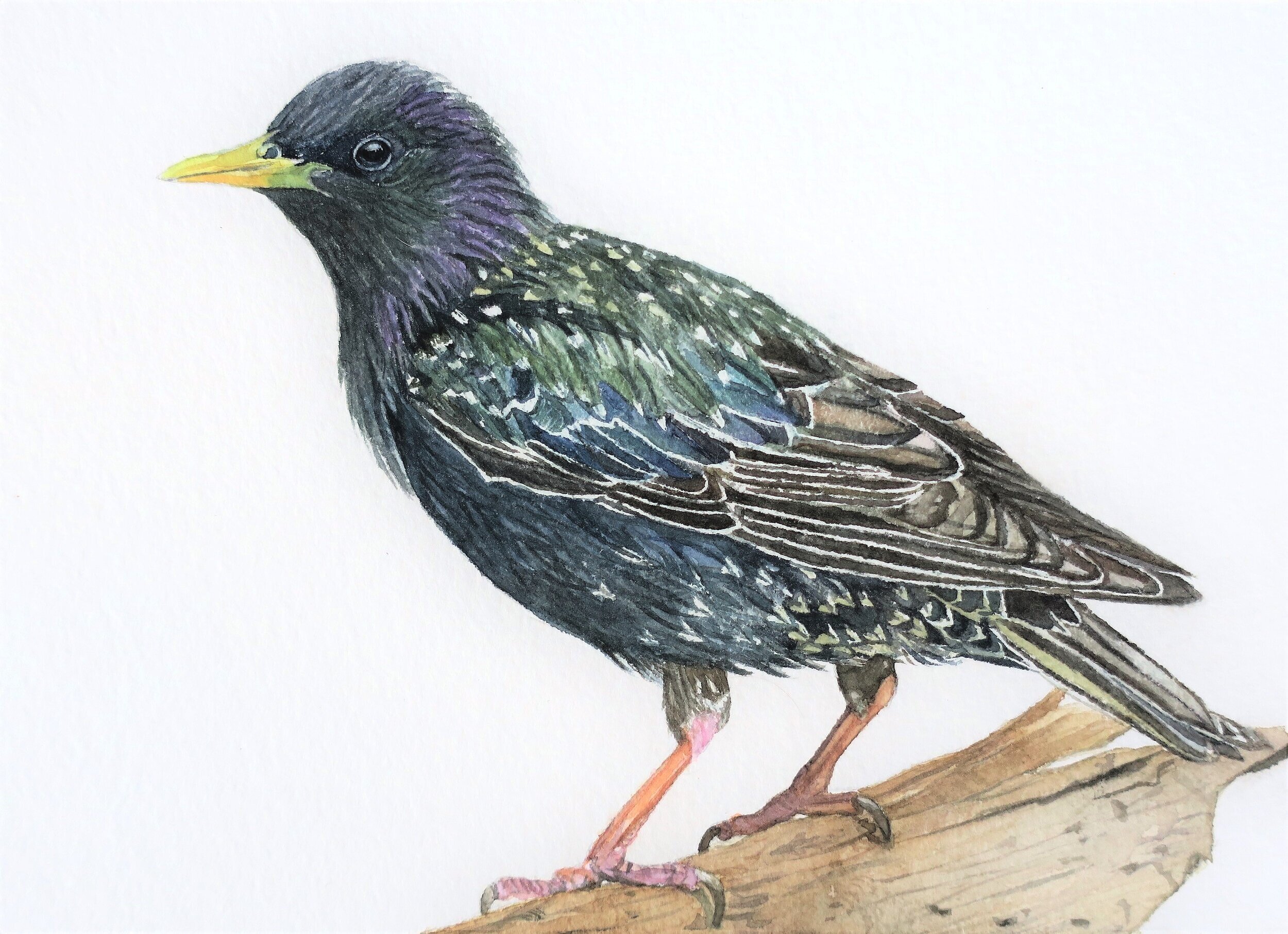 Starling, 2020 
Watercolor on paper, 9x12