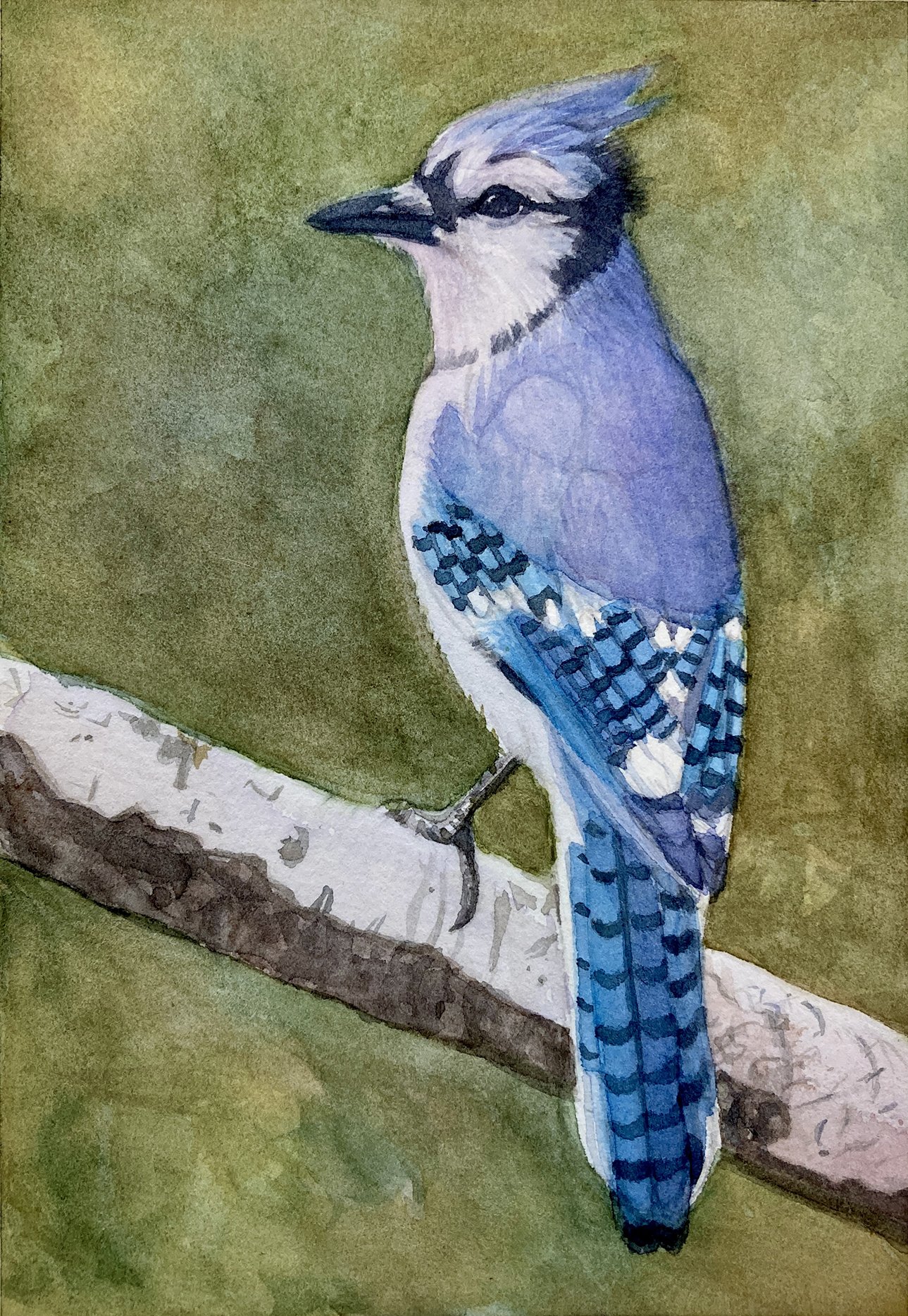 Sweet Blue Jay II, 2024 
Watercolor on paper, 7x5 
Private Collection