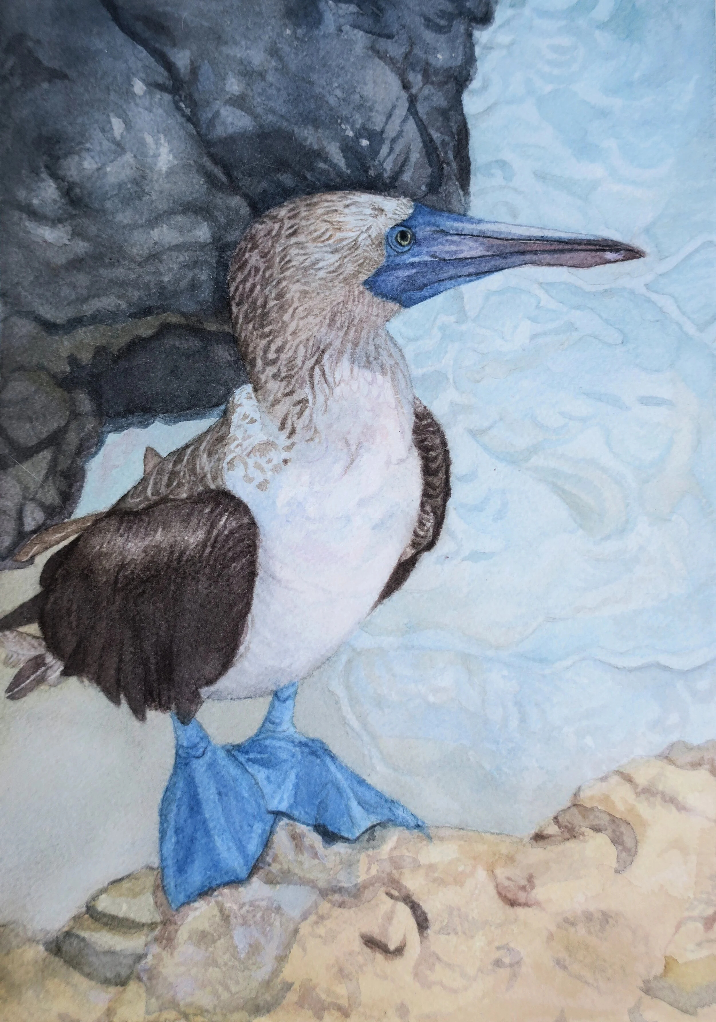 The Blue Footed Booby, 2020  

Watercolor on paper, 12x9  
Private Collection