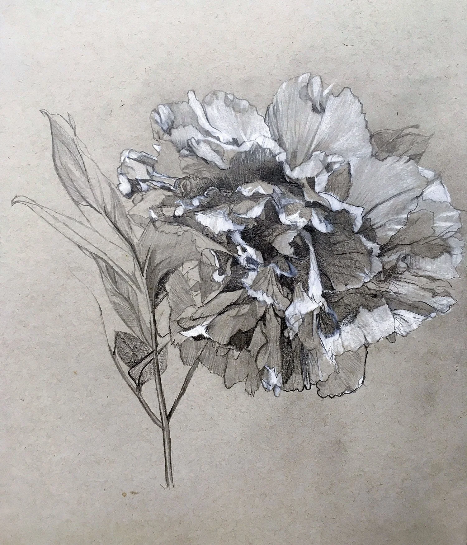 Peony I, 2019  
Graphite with white colored pencil drawing on toned paper, 14×11