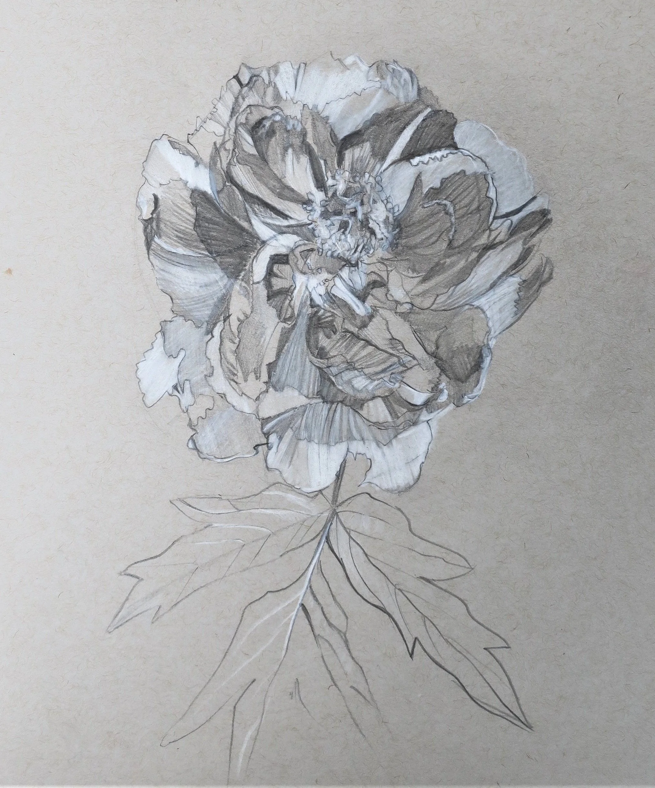 Peony III, 2019 
Graphite and colored white pencil drawing on toned paper, 14×11 