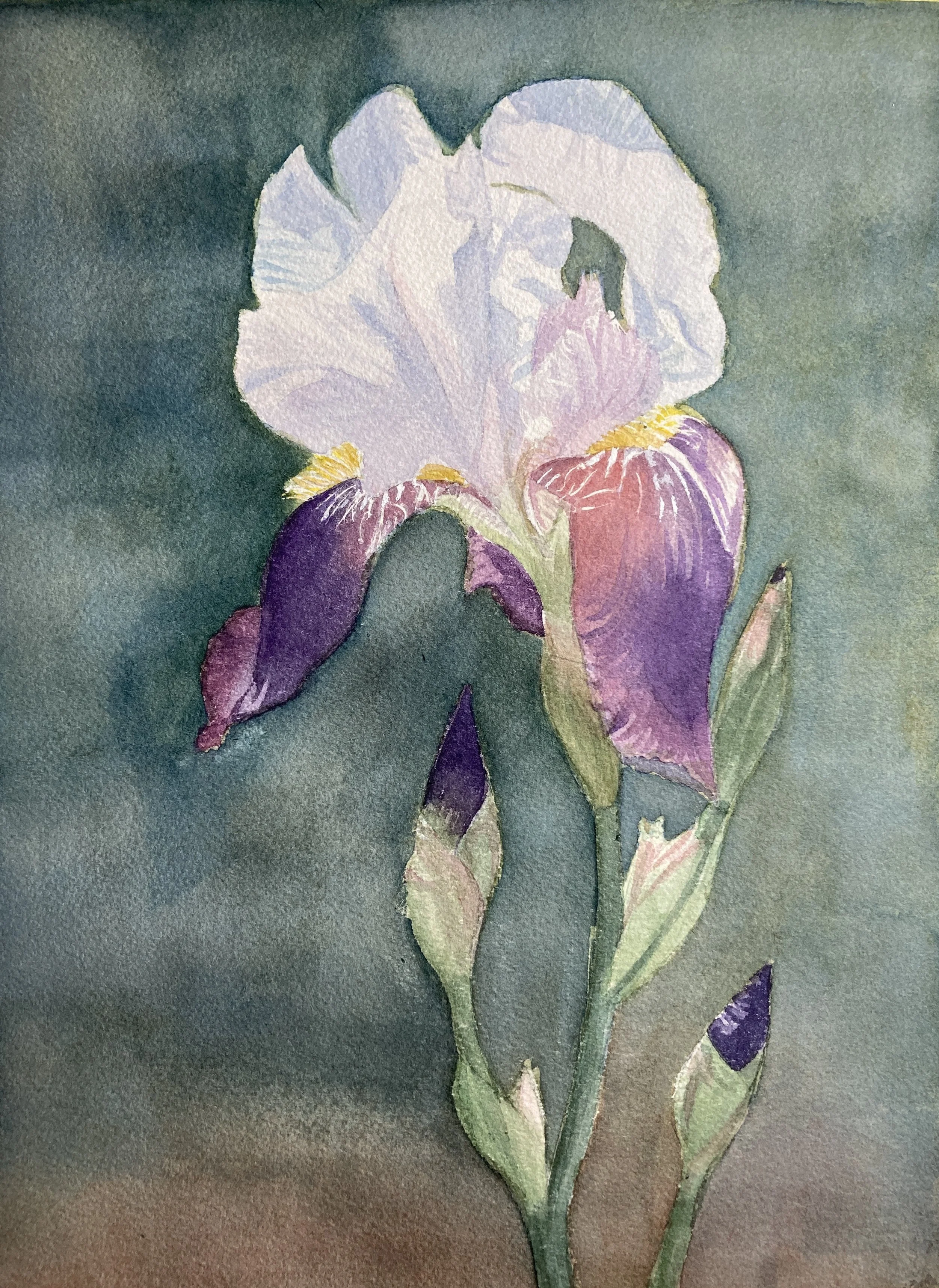 Bearded Iris, 2024  
Watercolor on paper, 13x10 
