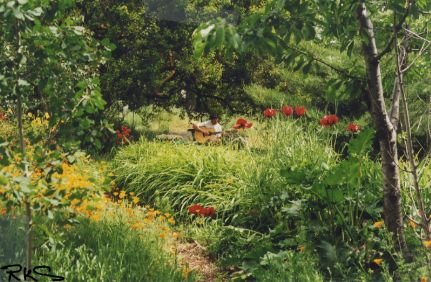 A lush garden scene with green grass, yellow and red flowers, and trees.