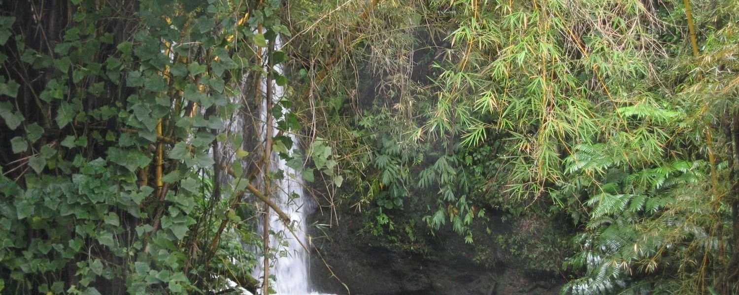 Dense jungle with a waterfall flowing into a dark pool, surrounded by green foliage and bamboo.