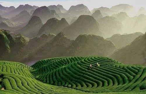 Terraced green tea fields on rolling hills with misty mountainous background.