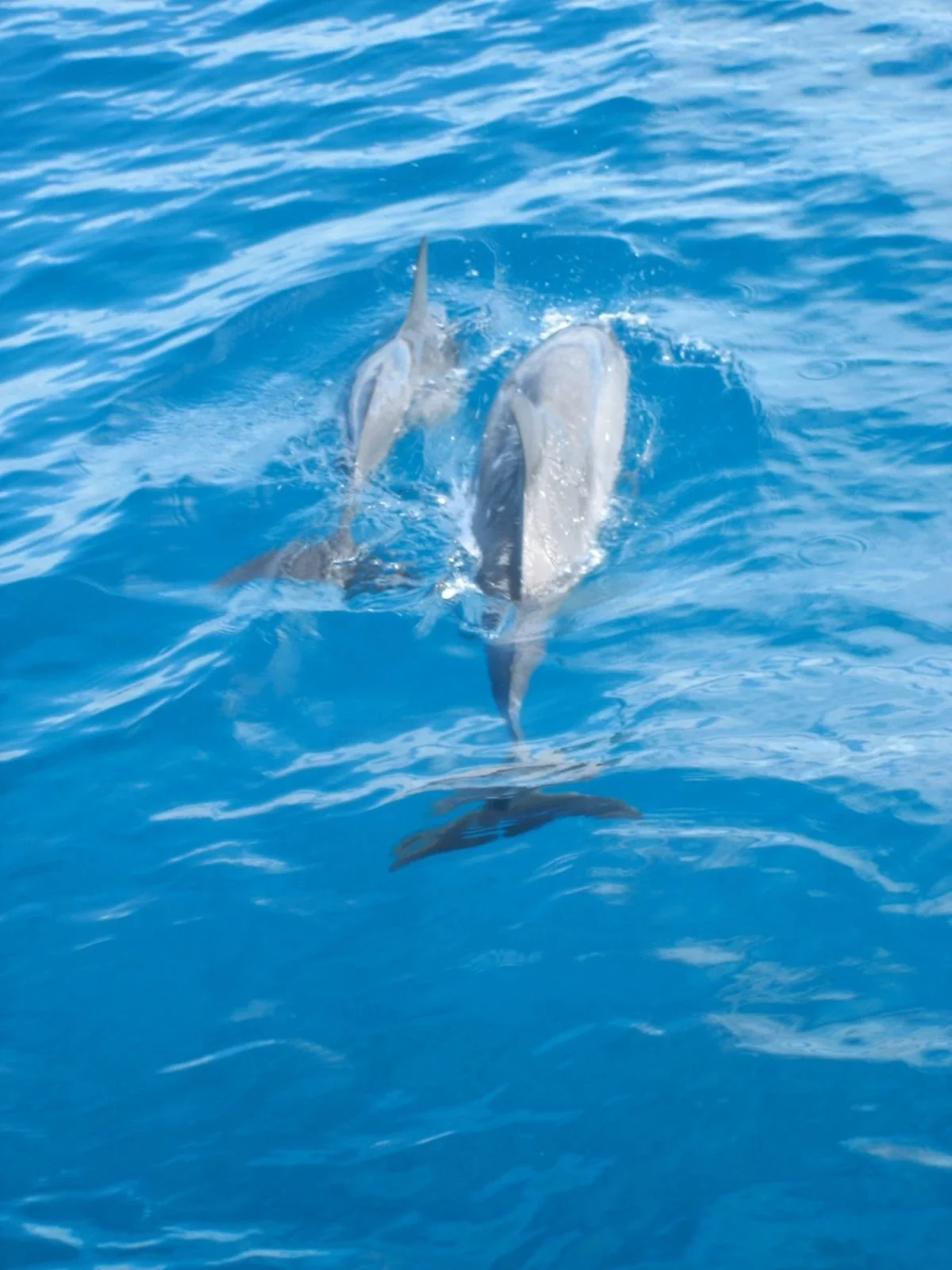 Two dolphins swimming in the ocean, partially submerged with splashes and ripples in the water.