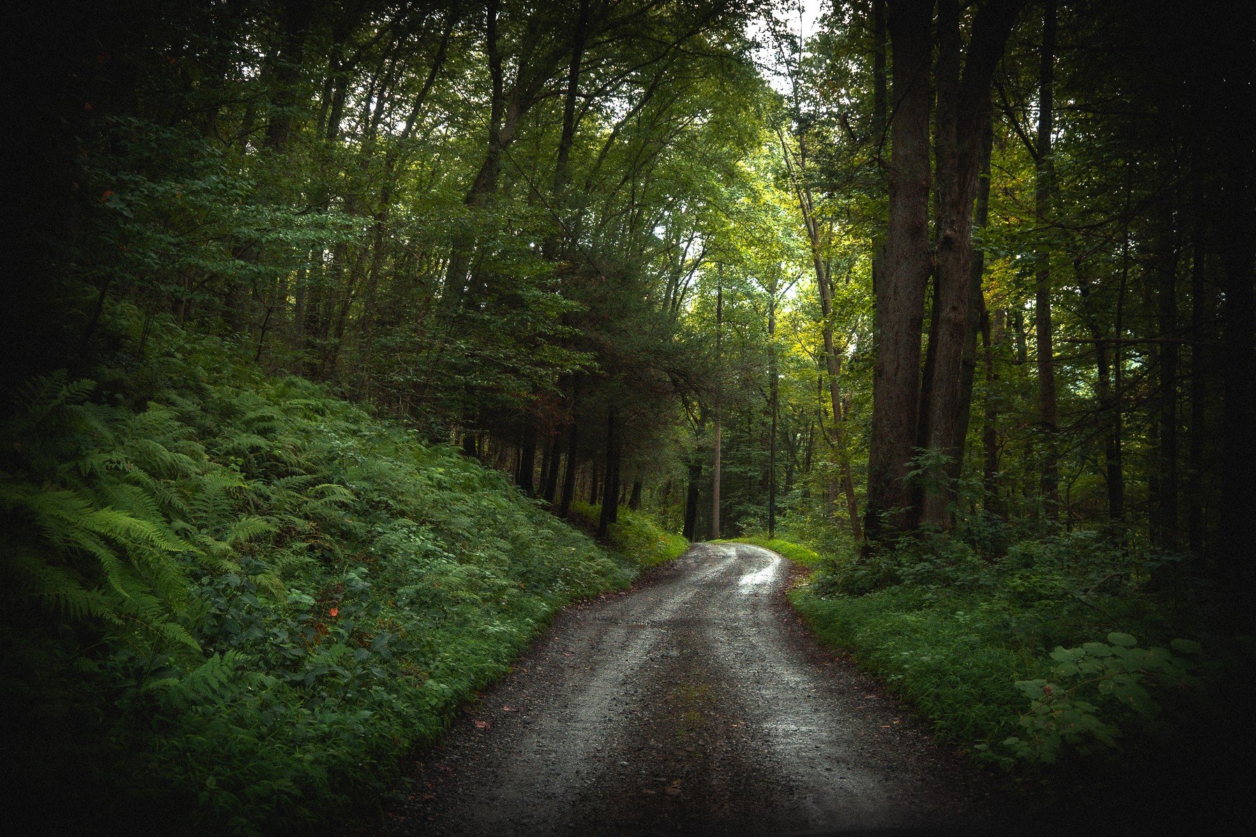 A quiet gravel path curves through the green forest at Van Campens Glen toward a sunlit clearing.