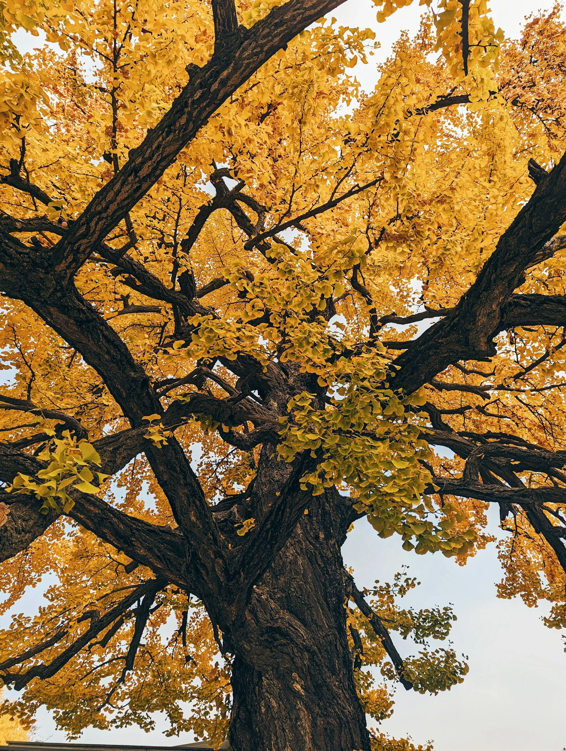 Golden Leaves-Firewood Day 