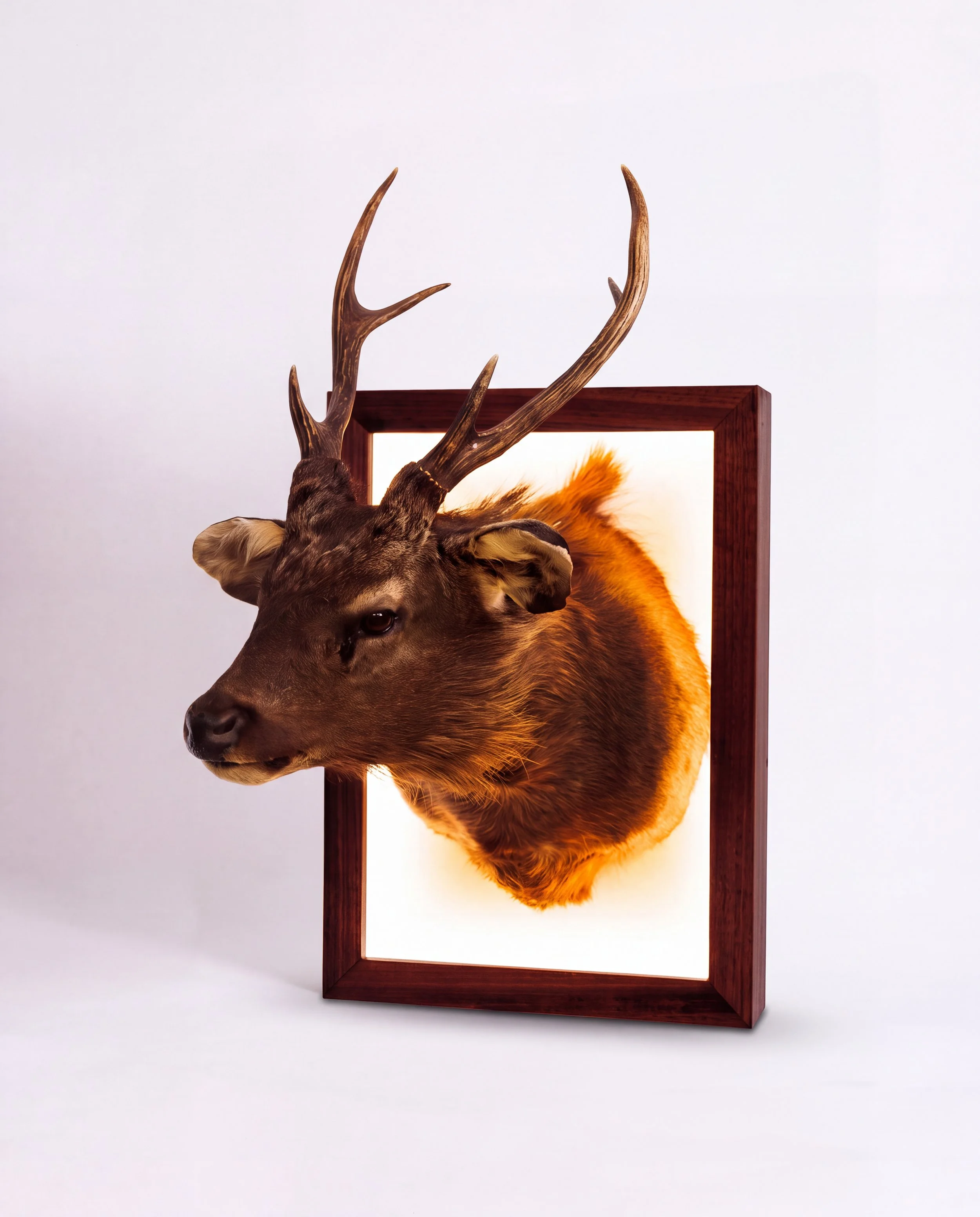 solid-timber-led-lightbox-display-frame-taxidermy-deer-sambar-shoulder-mount-right-walnut.jpg
