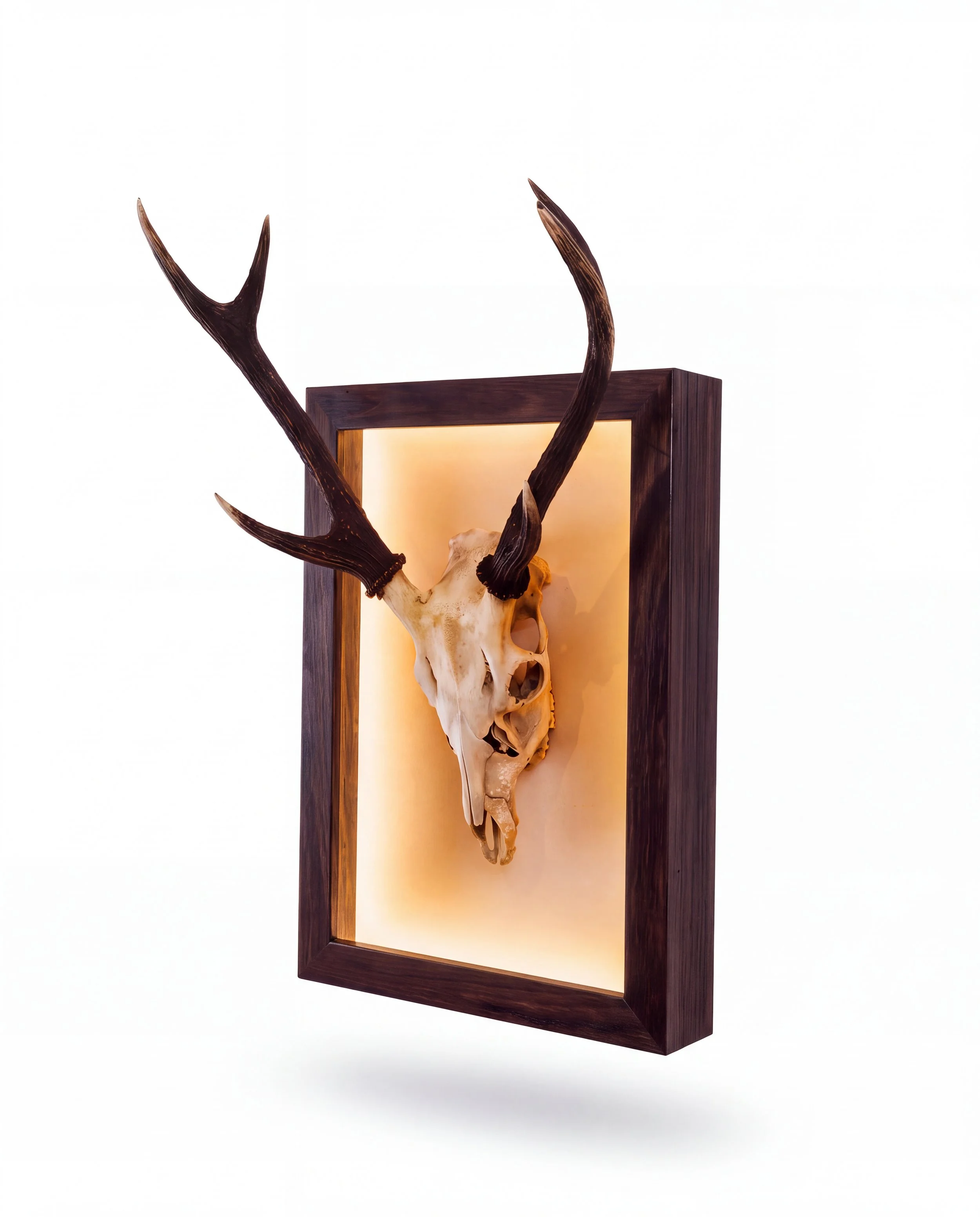 solid-timber-led-lightbox-display-frame-taxidermy-deer-sambar-euro-mount-skull-angle-black.jpg