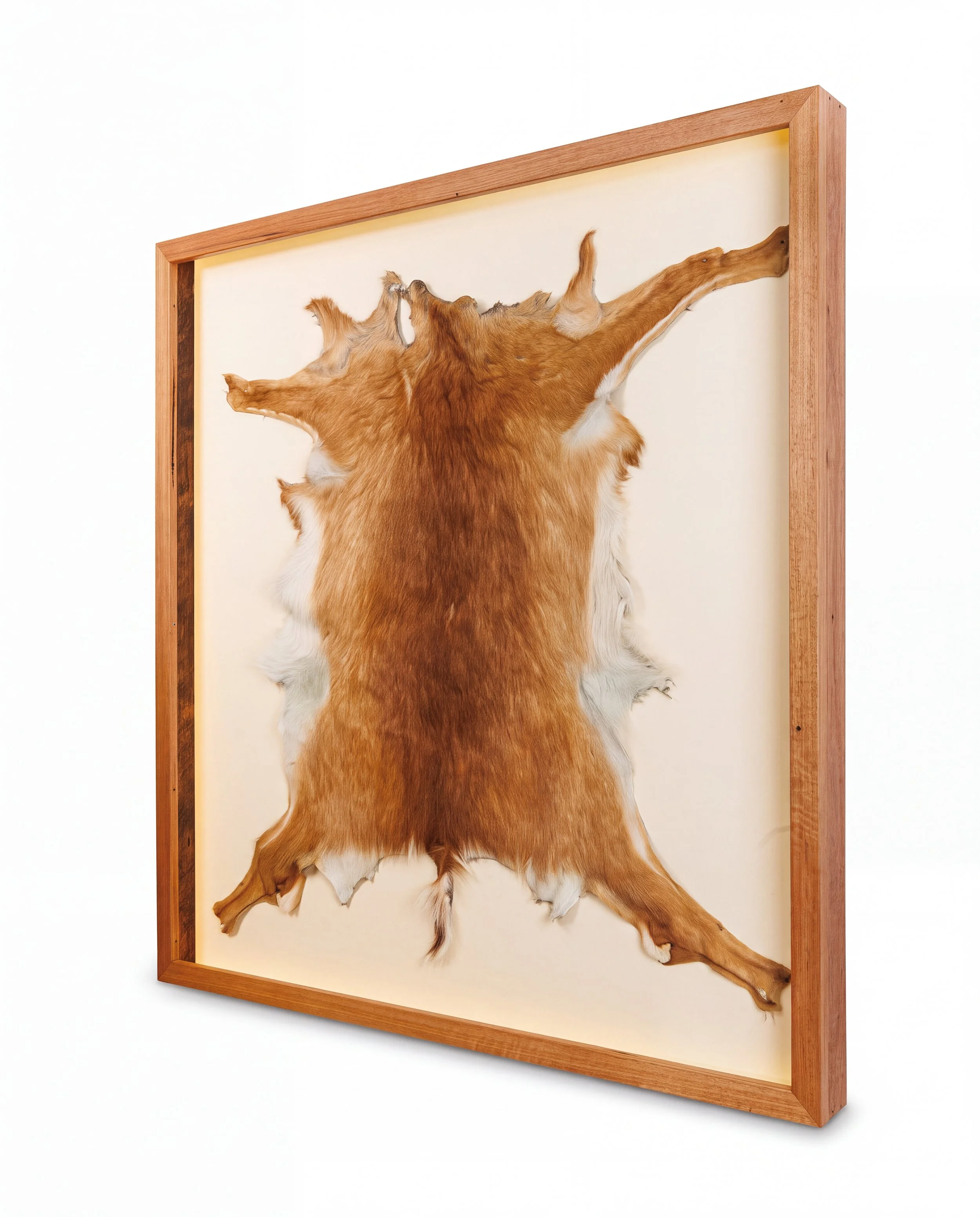 Solid timber LED lightbox display frame showcasing a taxidermy animal hide