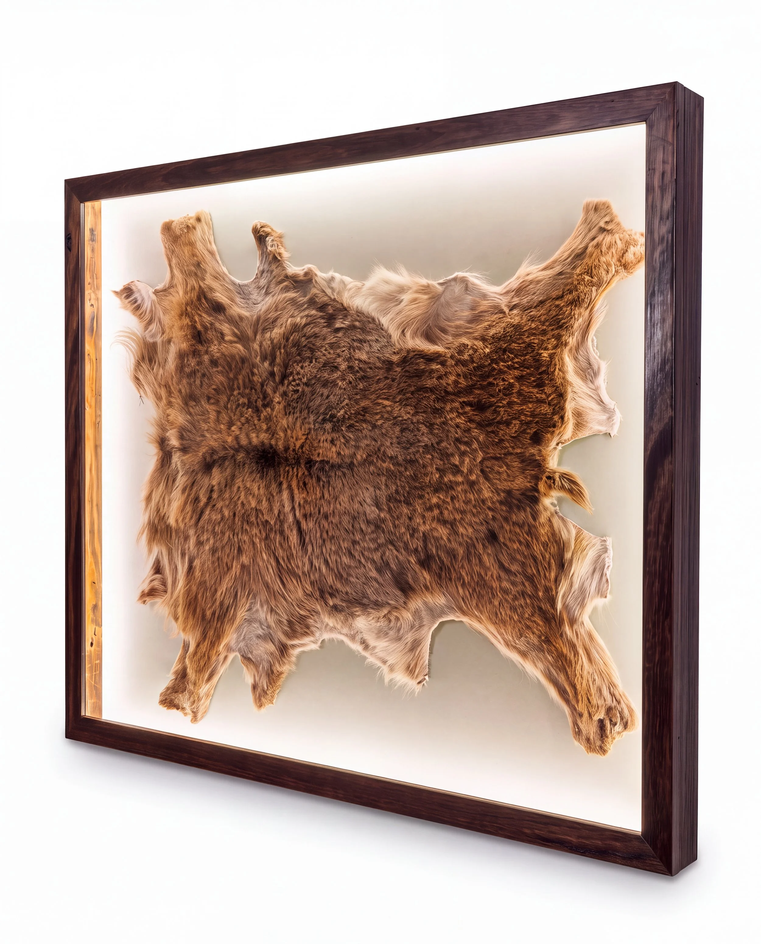Solid timber LED lightbox display frame showcasing a taxidermy animal hide