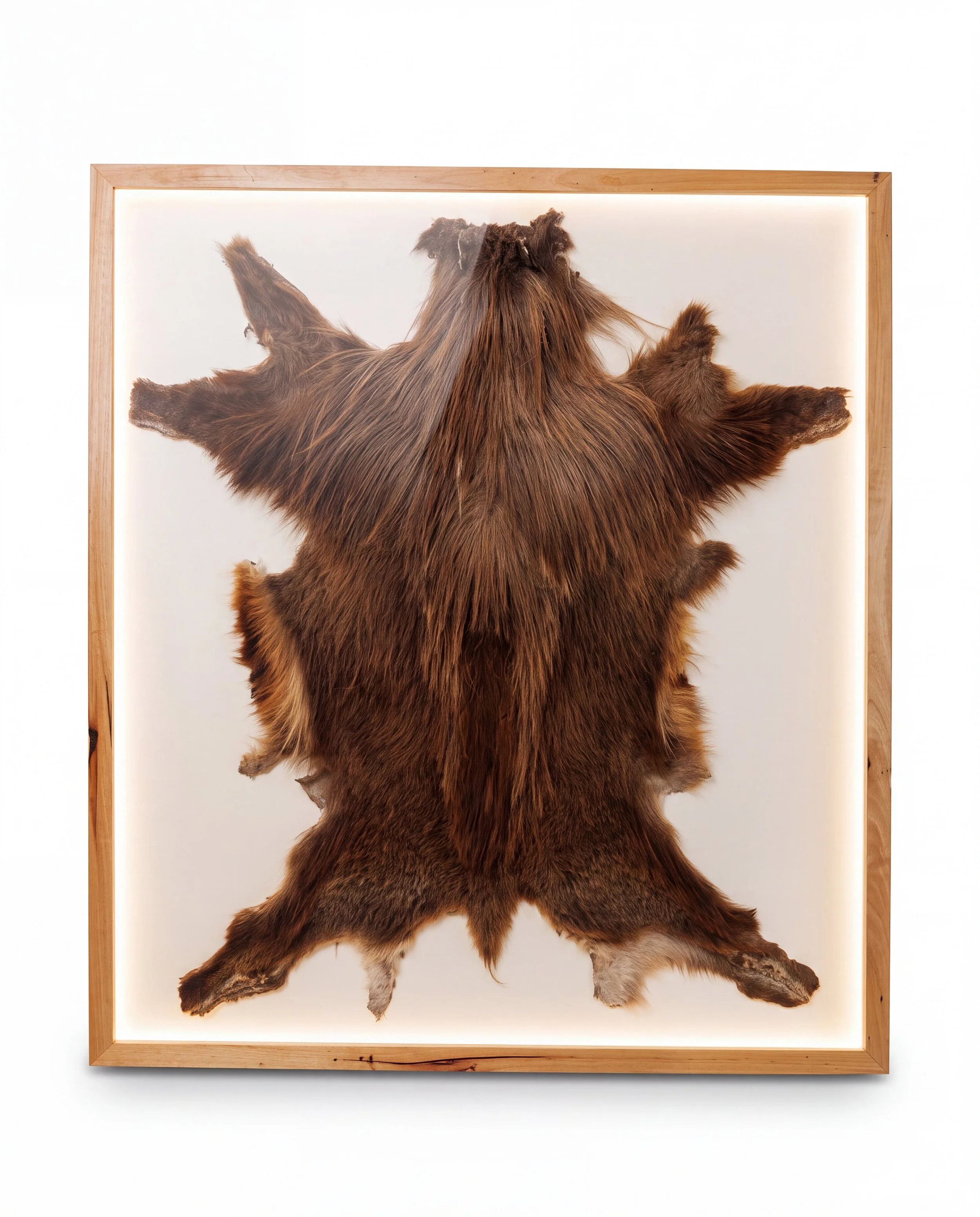 Solid timber LED lightbox display frame showcasing a taxidermy animal hide