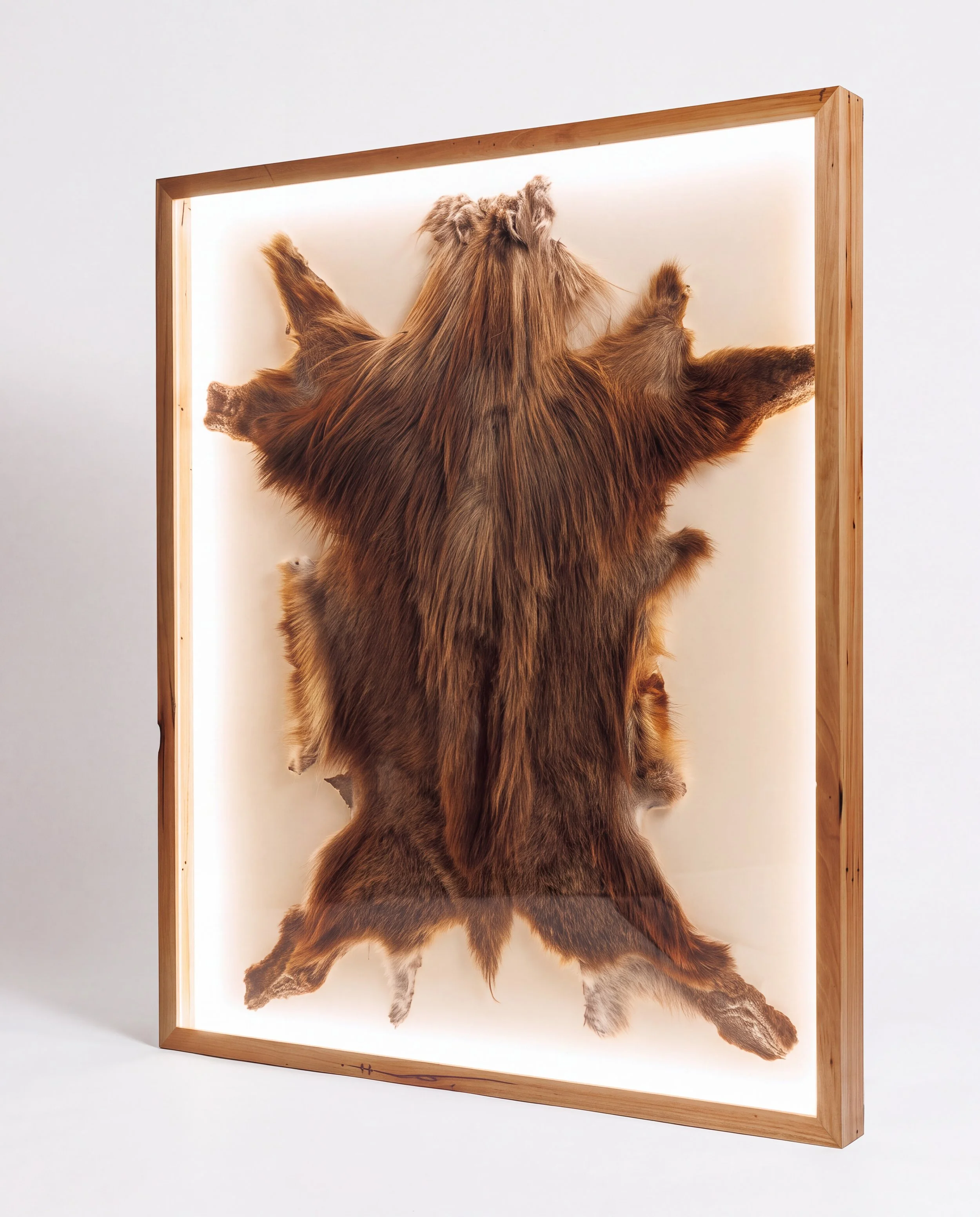 No 06 Taxidermy Hide Lightbox Display Frame