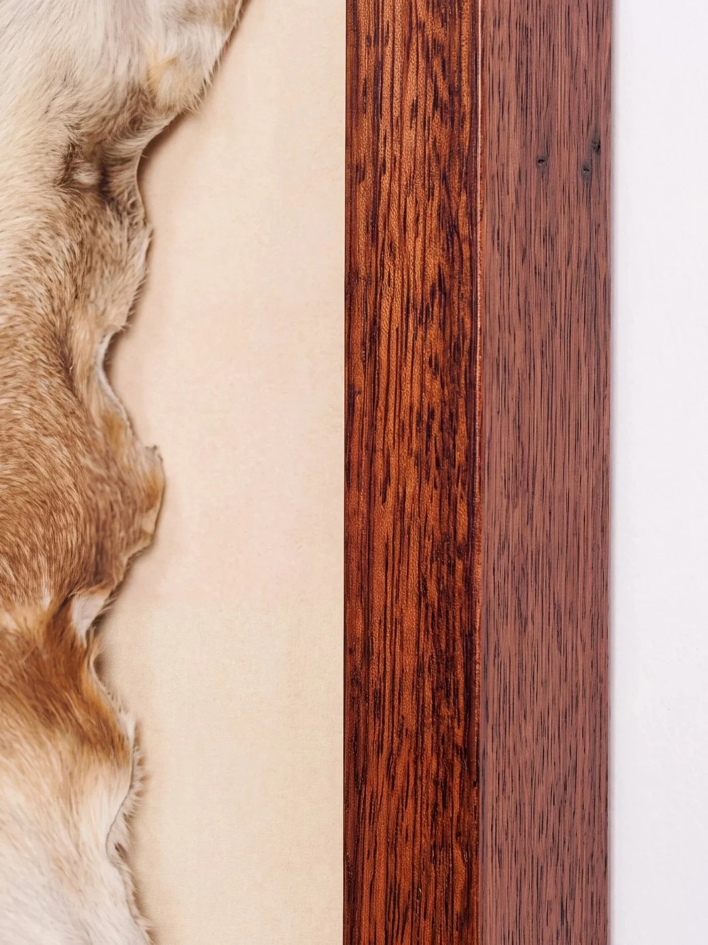 solid-timber-led-lightbox-display-frame-taxidermy-closeup-walnut.jpg