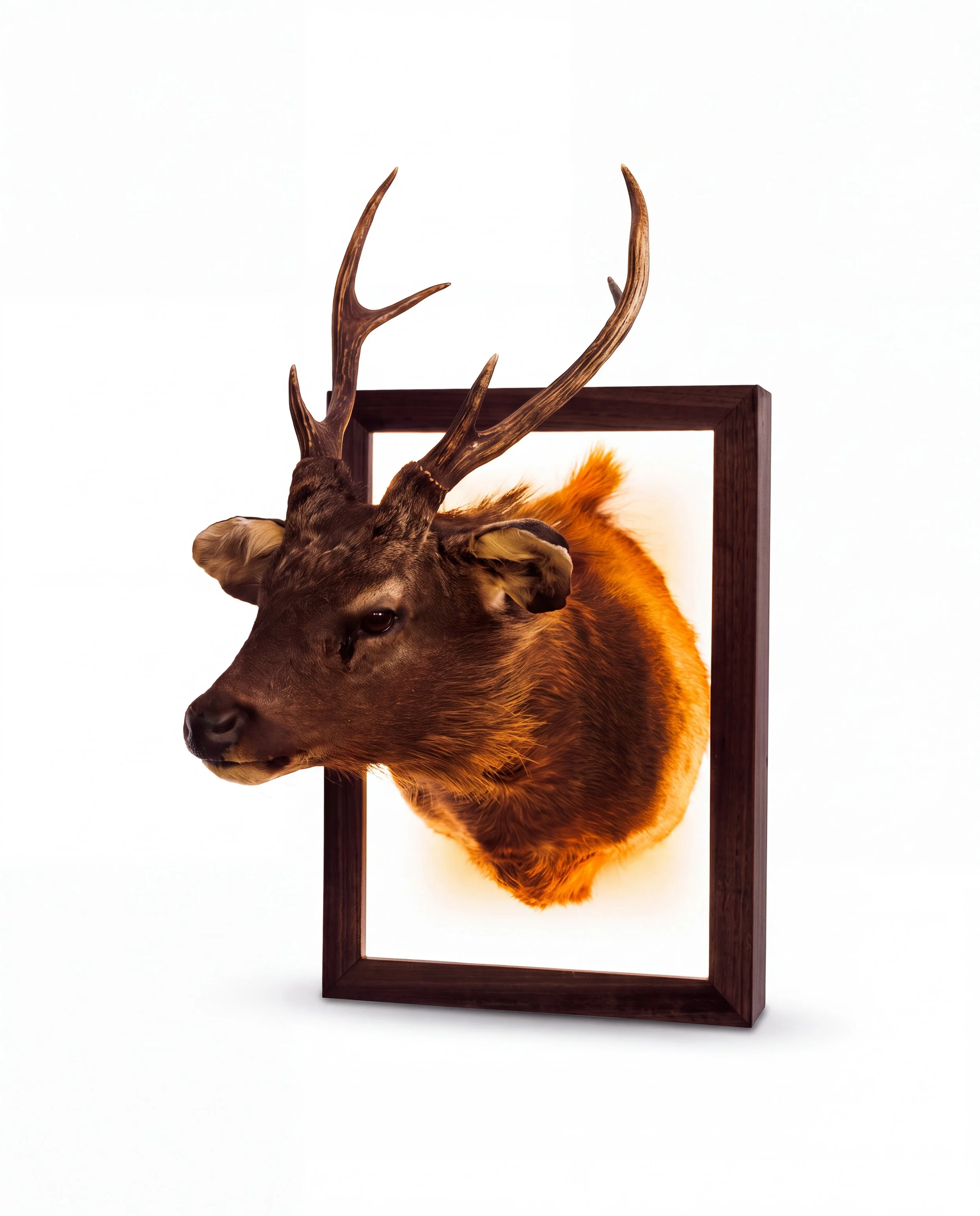 solid-timber-led-lightbox-display-frame-taxidermy-deer-sambar-shoulder-mount-right-black.jpg