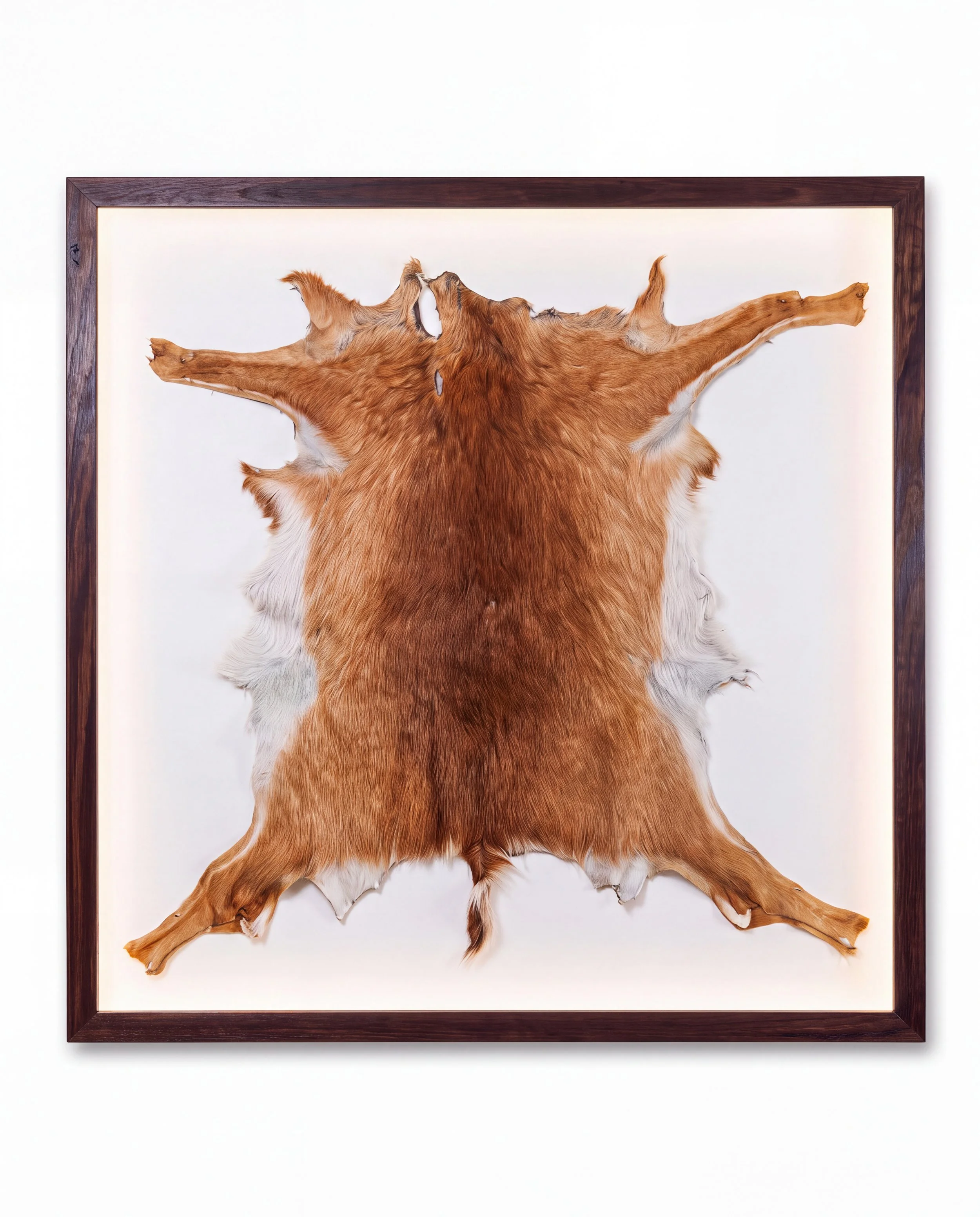 Solid timber LED lightbox display frame showcasing a taxidermy animal hide