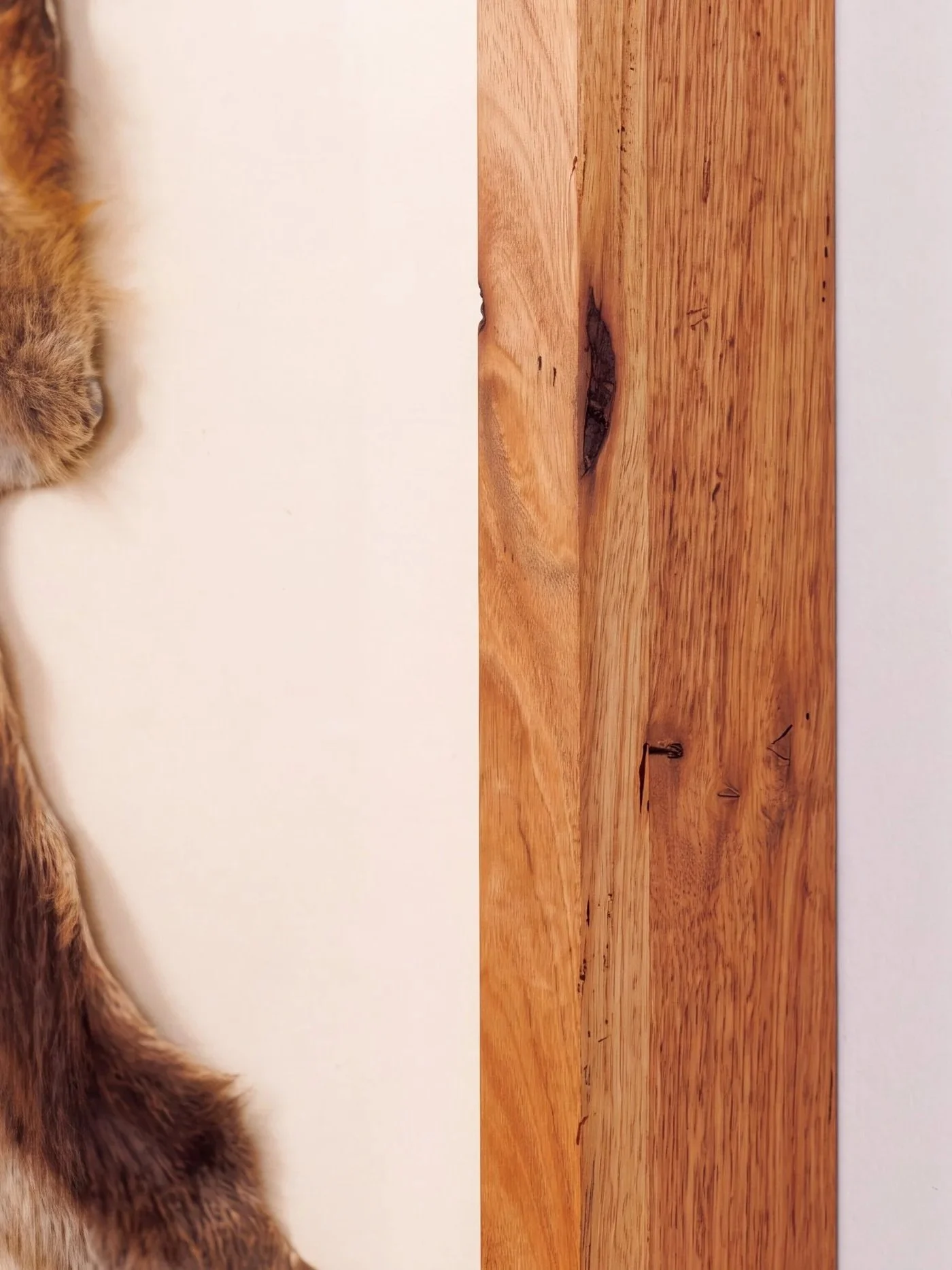 solid-timber-led-lightbox-display-frame-taxidermy-closeup-natural.jpg