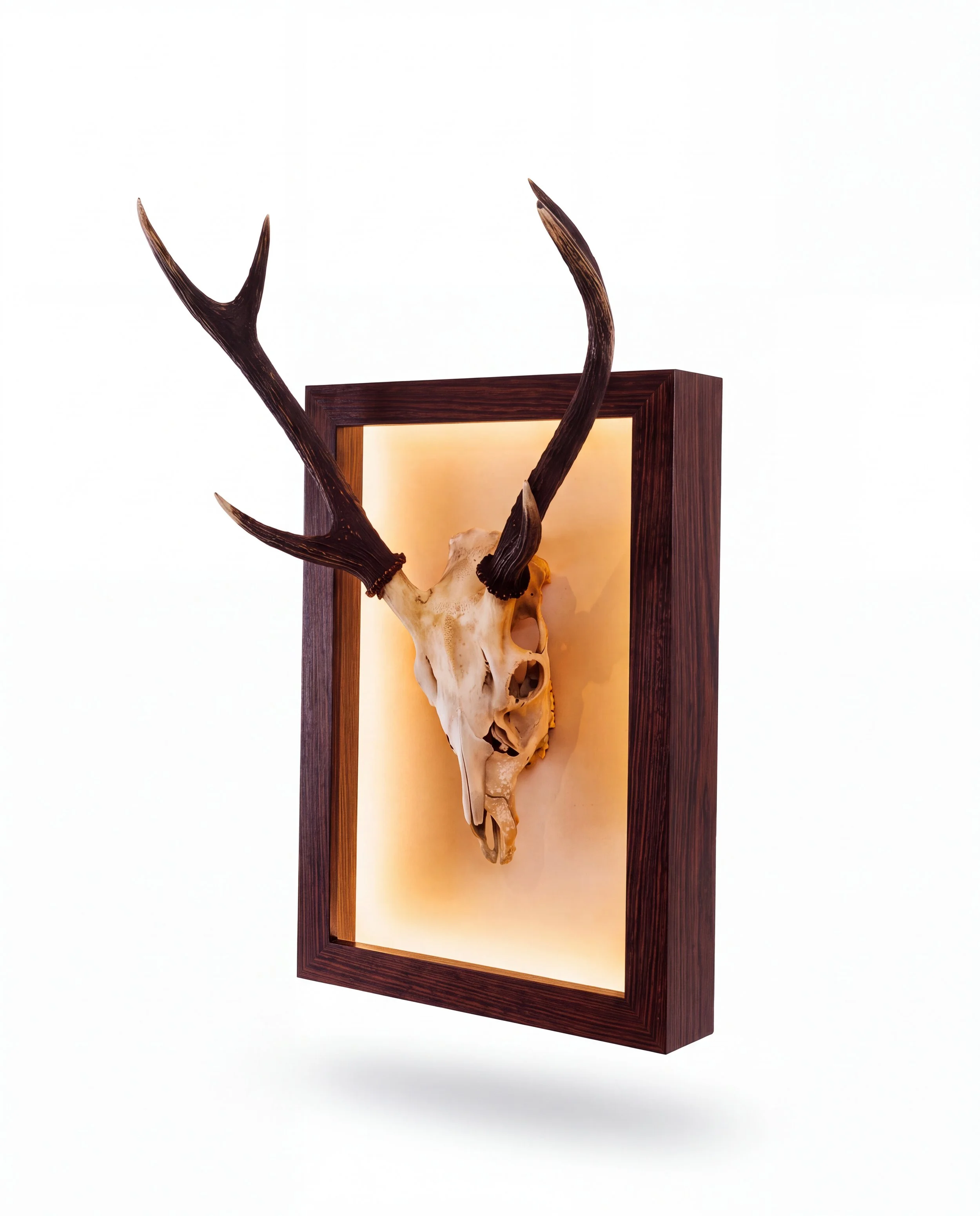 solid-timber-led-lightbox-display-frame-taxidermy-deer-sambar-euro-mount-skull-angle-walnut.jpg